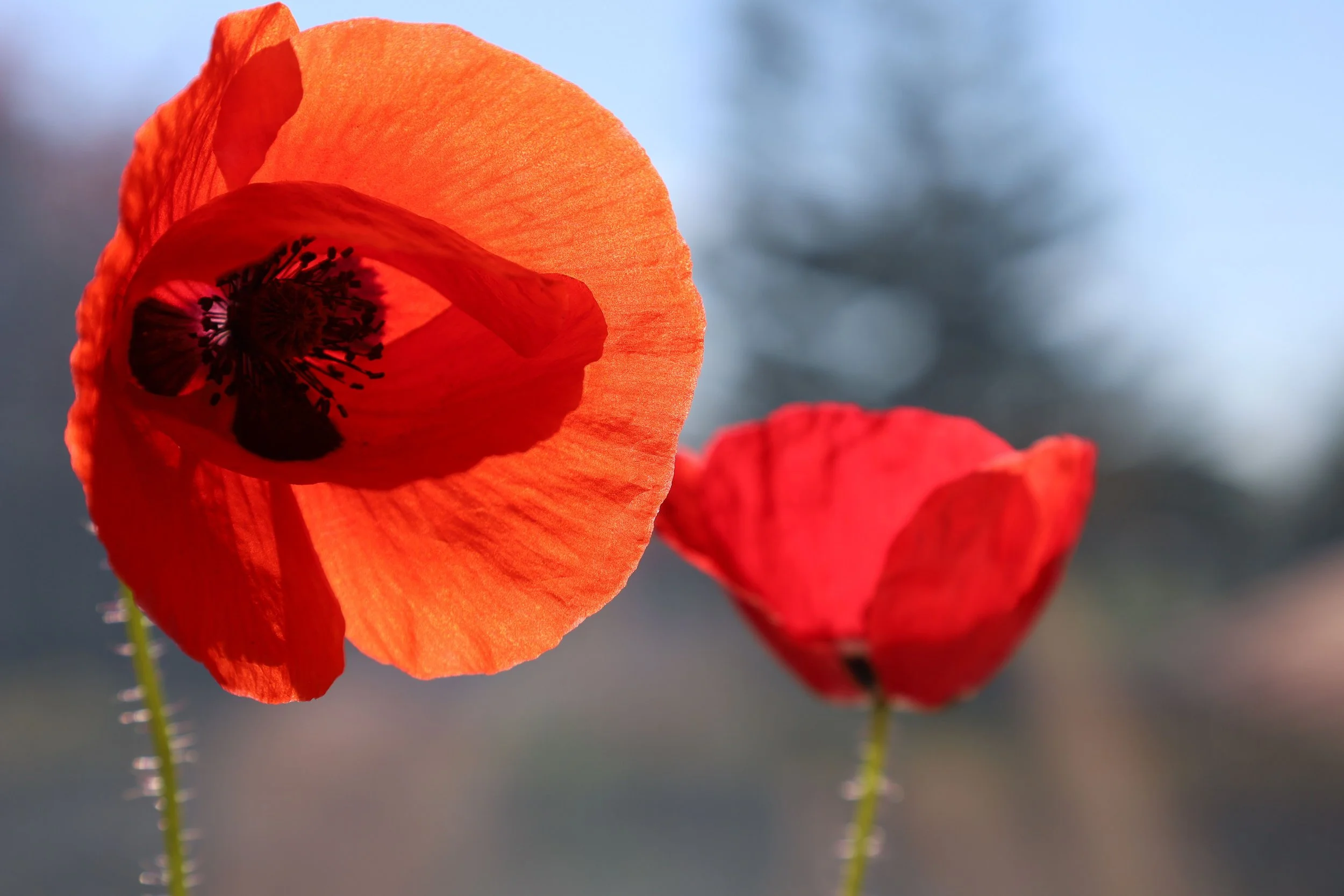 16.8 Million Disabled People, and poppy coburn Blamed Instagram