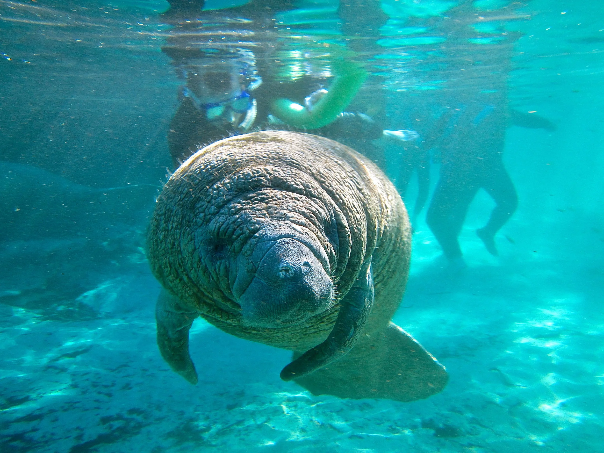 A Trip With Manatee Tour and Dive!!!