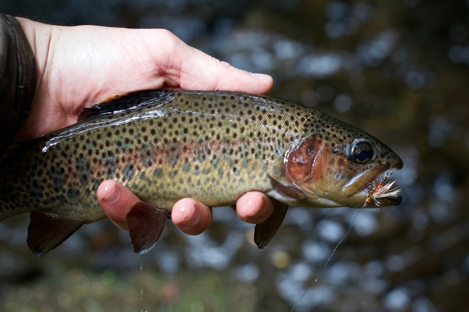 Buena Suerte: Fly Fishing Wild Costa Rican Trout (VIDEO)