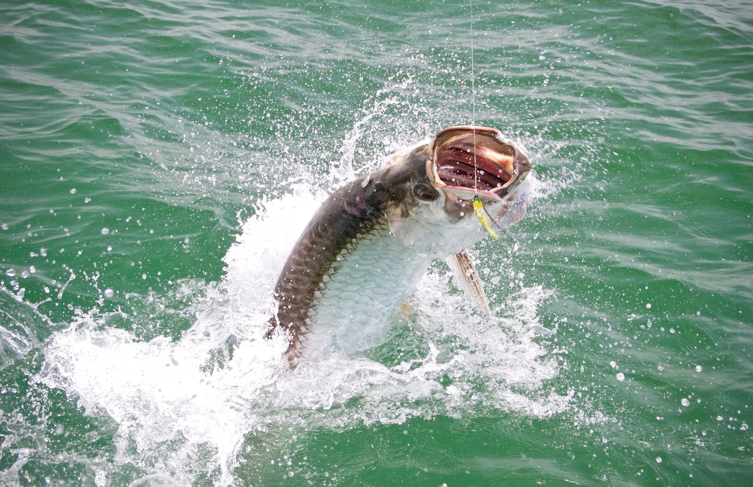 Costa Rica Jungle Tarpon Fly Fishing Tours