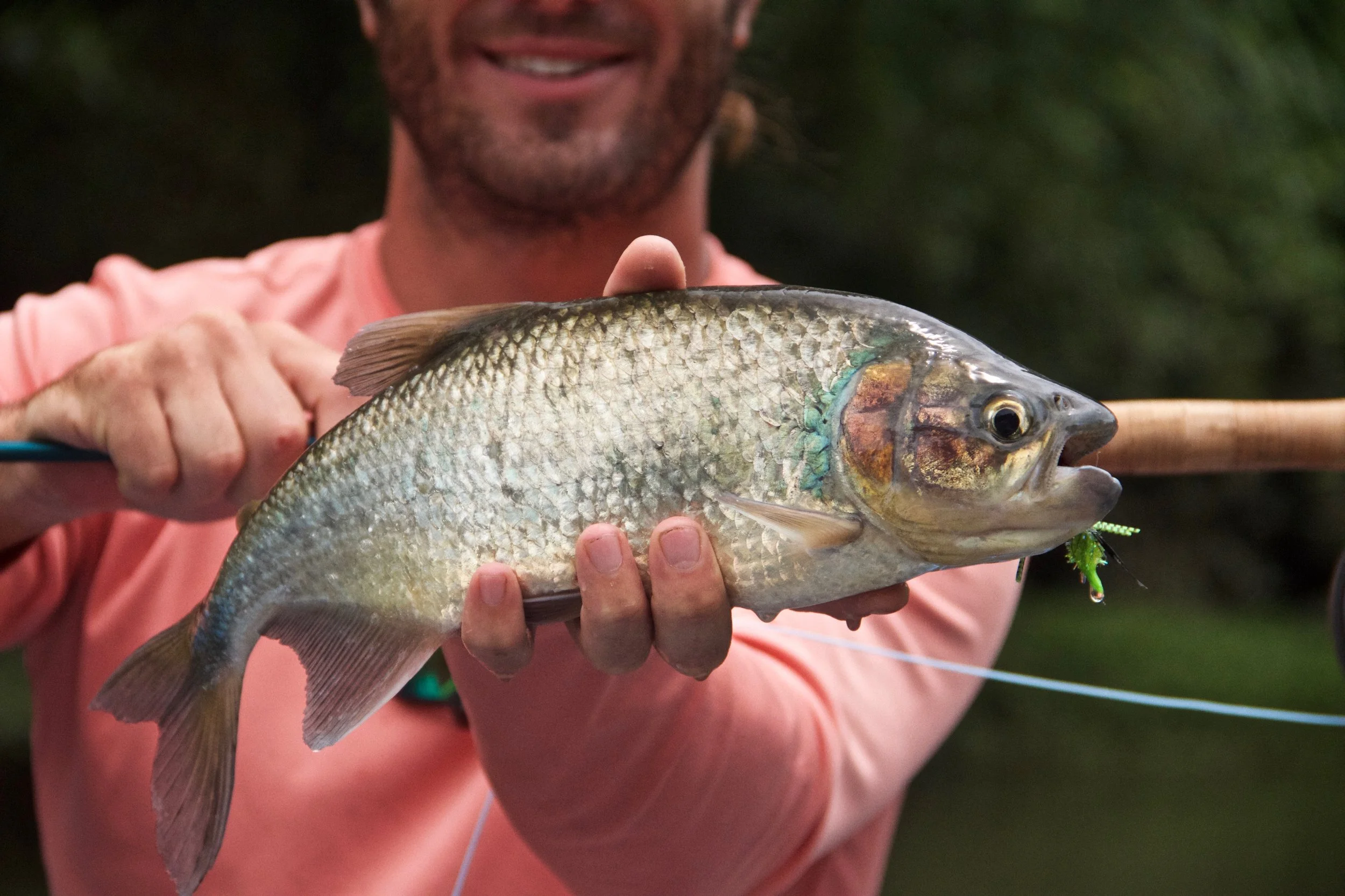 Fly Fishing Machaca in Costa Rica With Insane Topwater Action