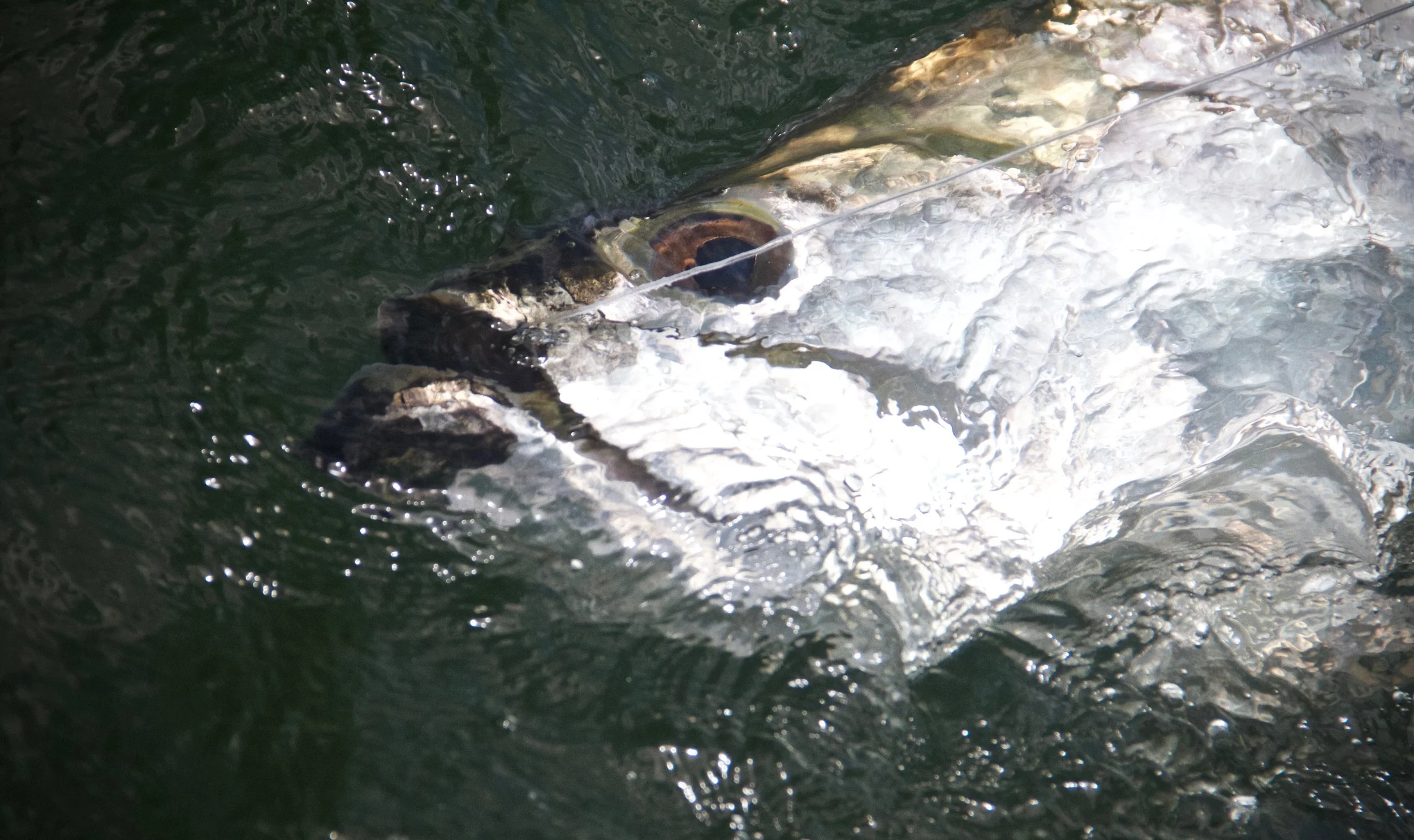 Fly Fishing Tarpon In Costa Rica "EL POONADOR"