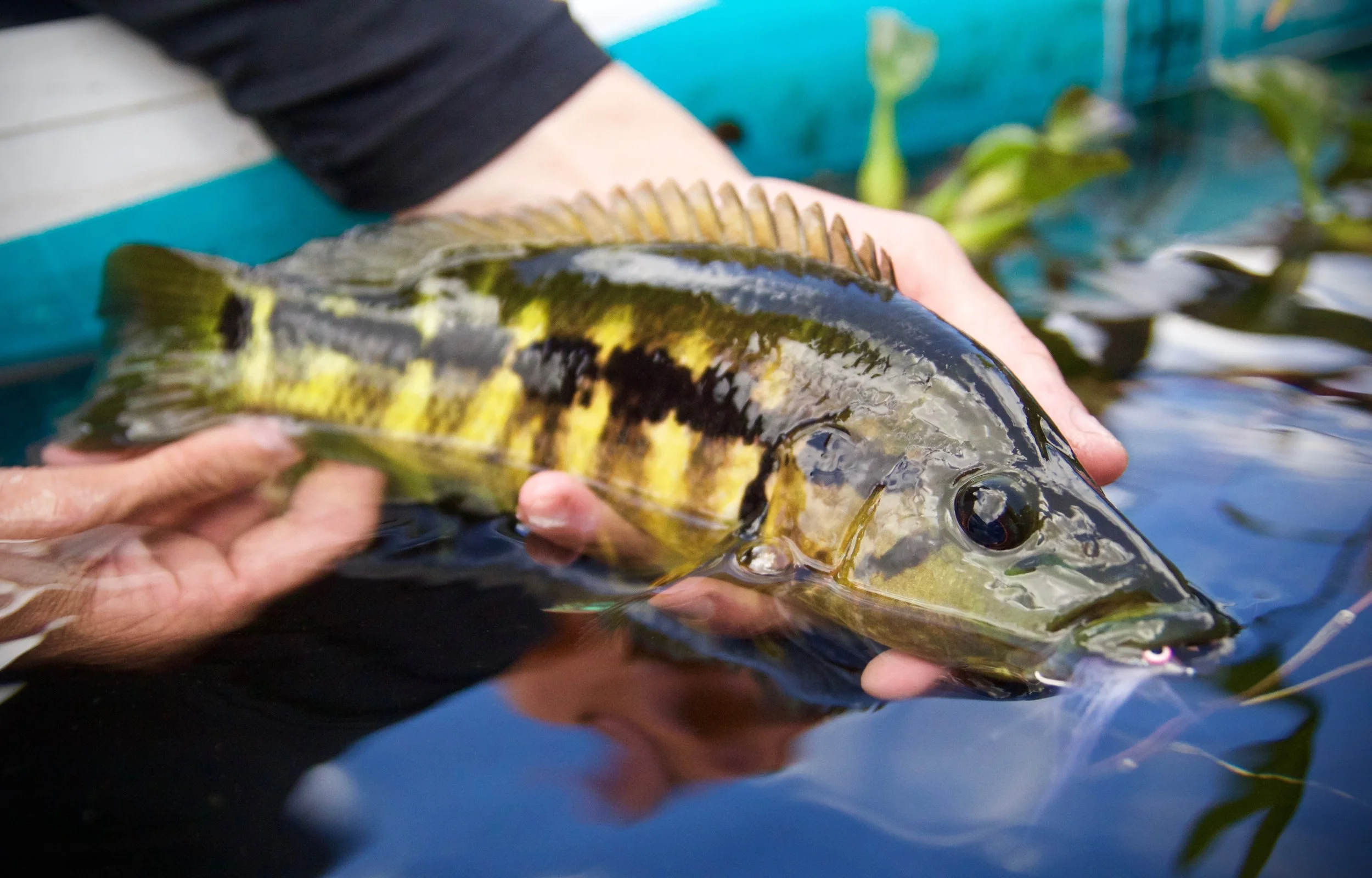 Fly Fishing Laguna de Hule, Costa Rica IS EPIC!