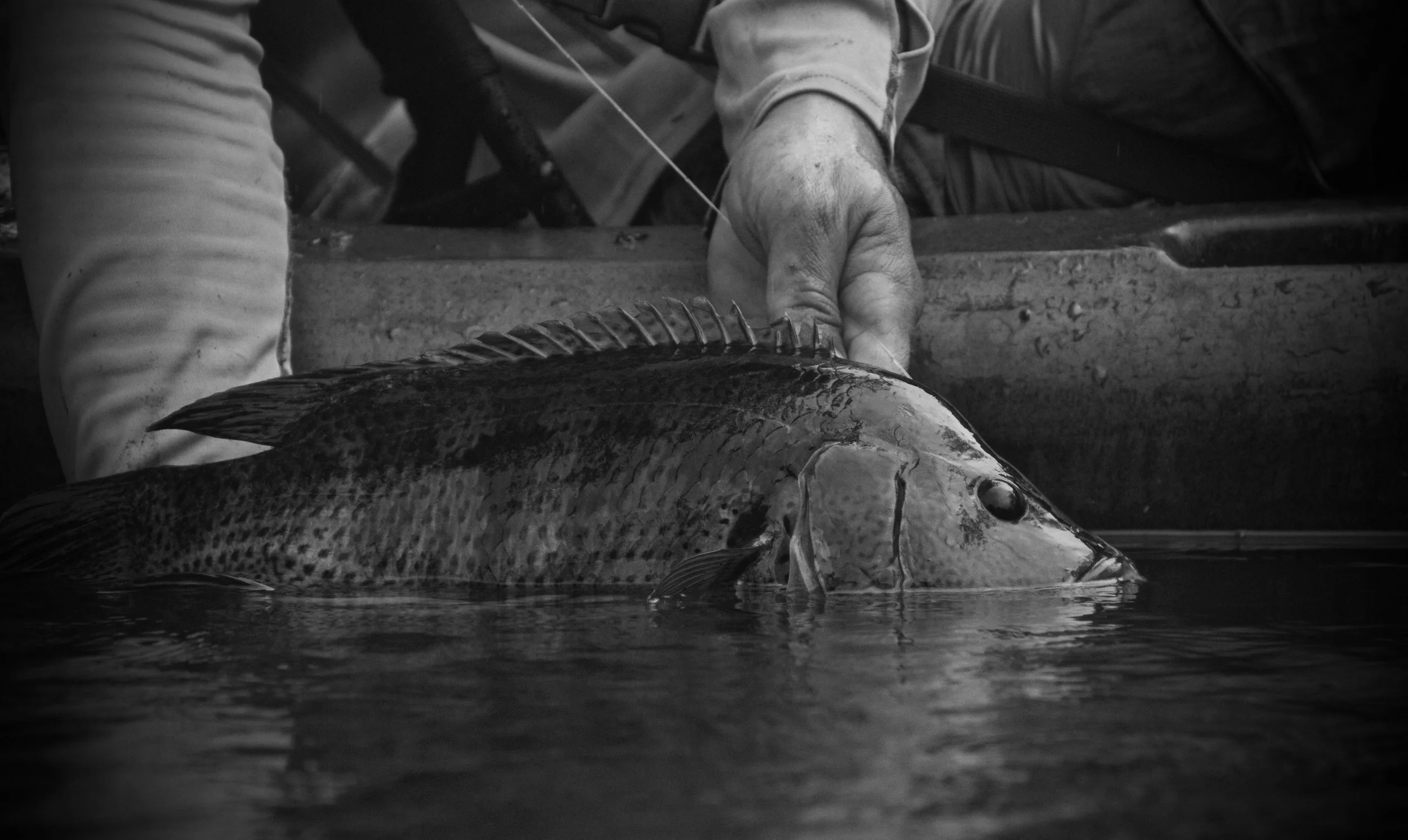 GUAPOTE Fishing in the Jungles of Costa Rica
