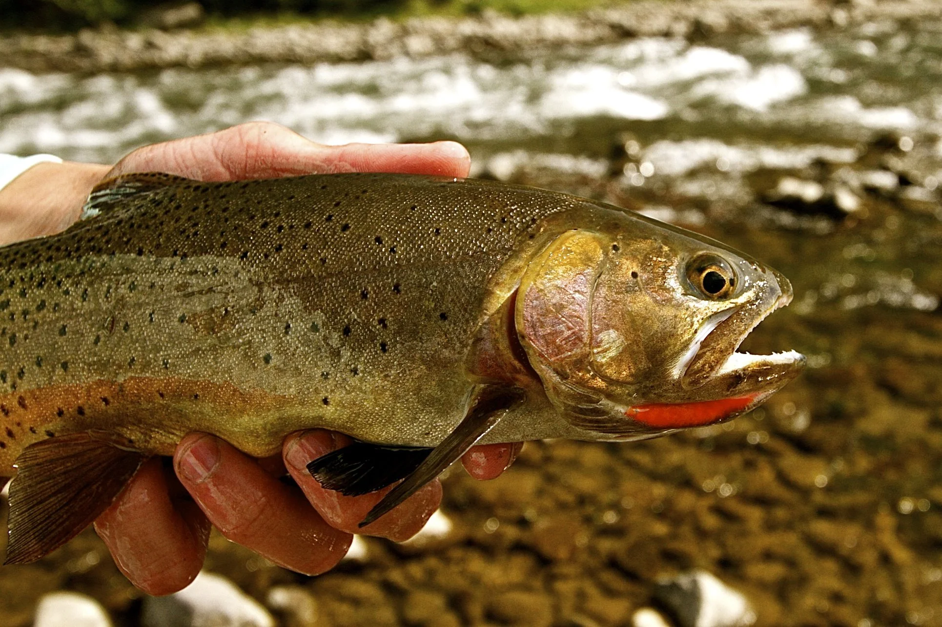 My Favorite Catches of 2014