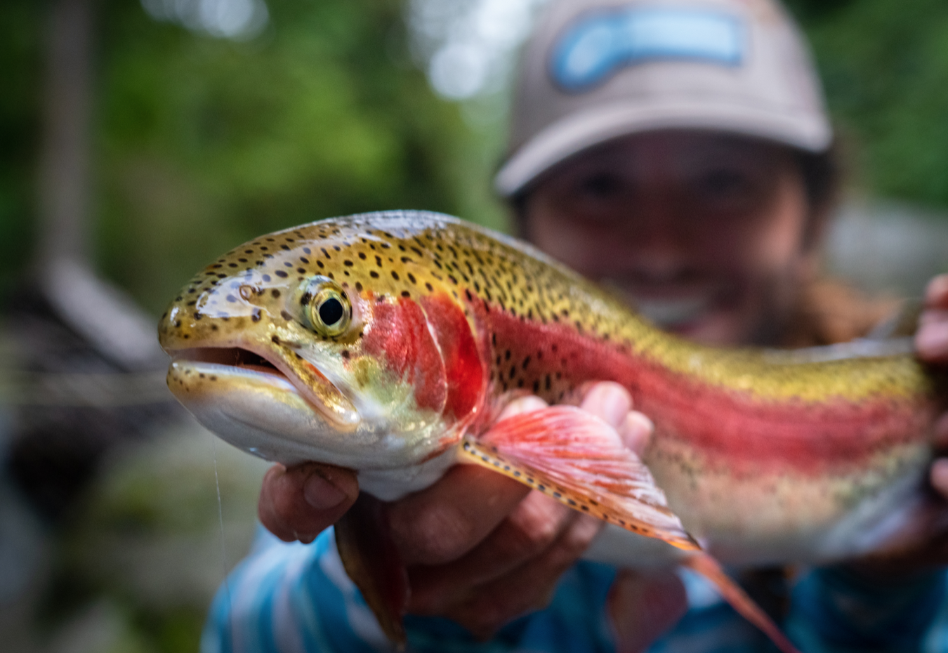 A Fish of Exceptional Quality: Trout Fishing Costa Rica VIDEO