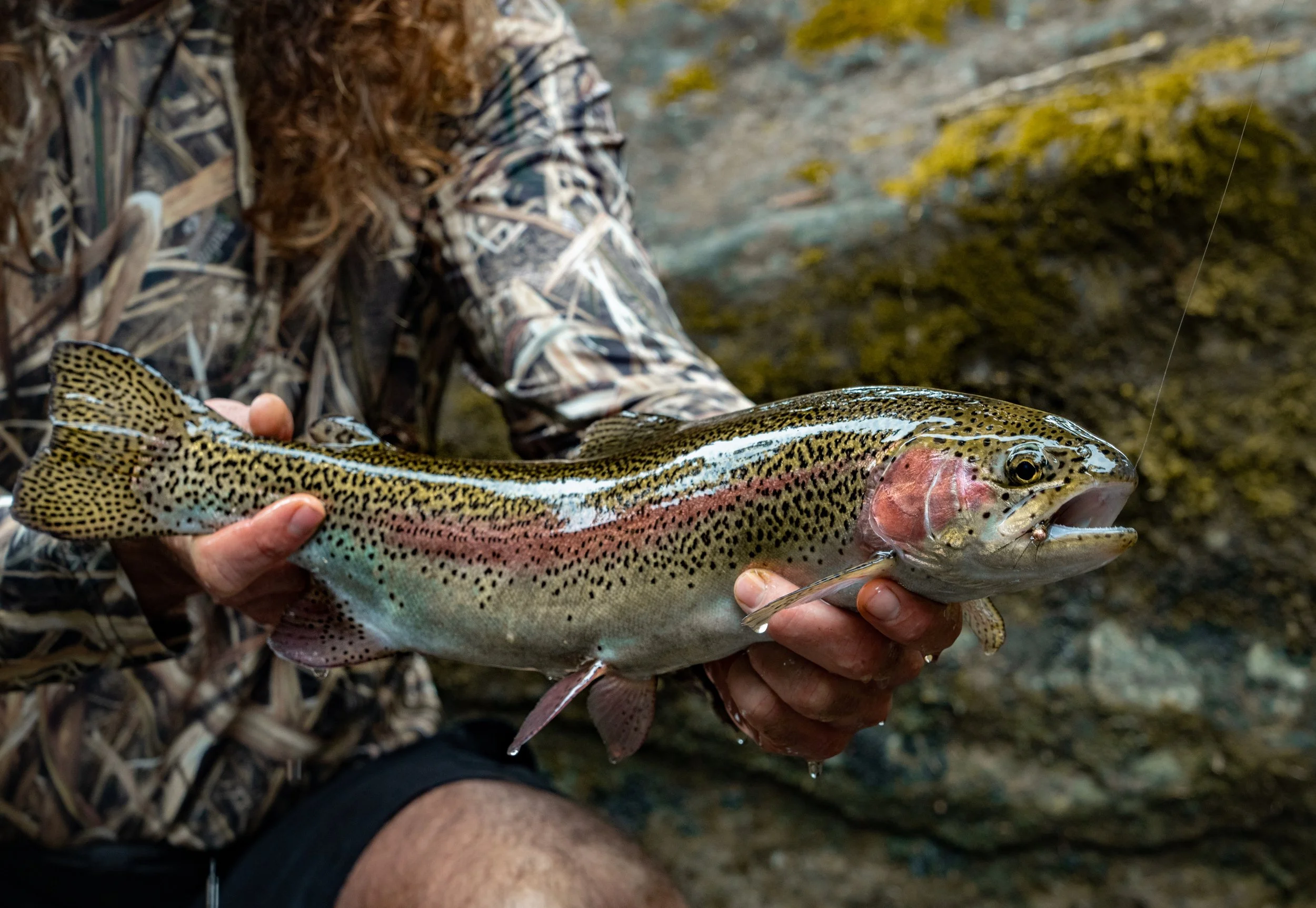 Fly Fishing Huge Trout in Costa Rica: Valle de la Trucha