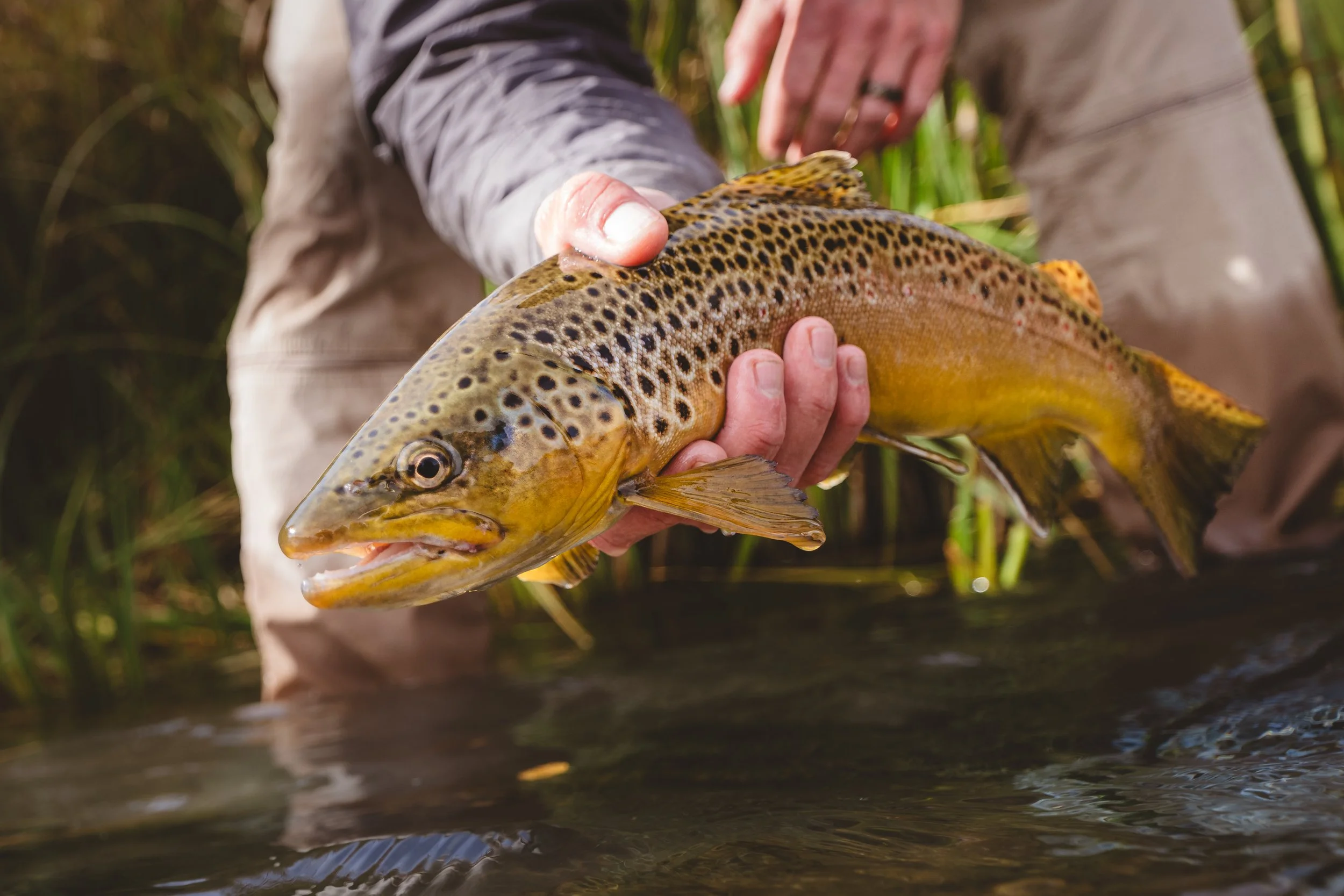 INSANE SALMONFLY ACTION - MONTANA