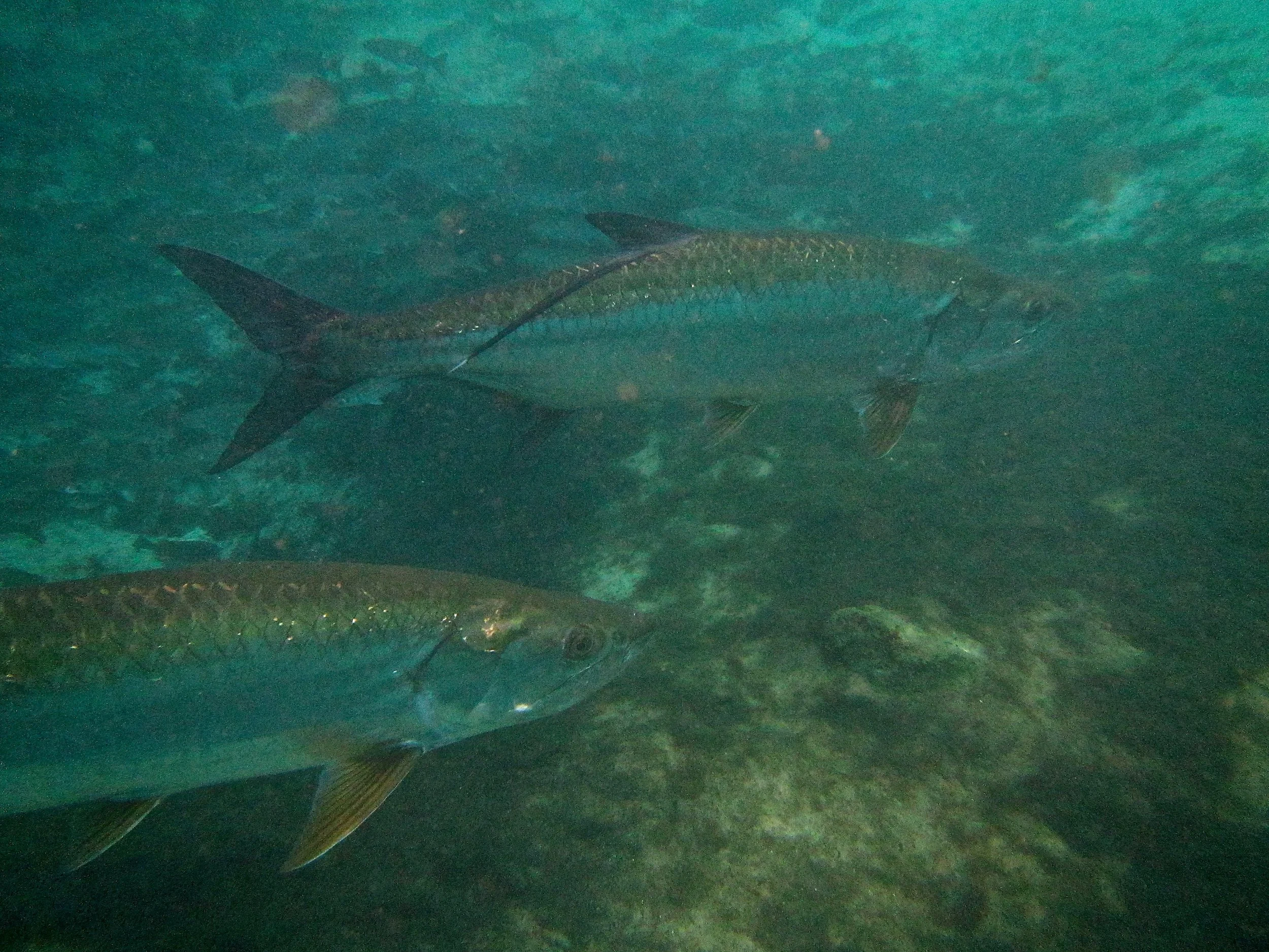 Amazing Underwater Tarpon Footage