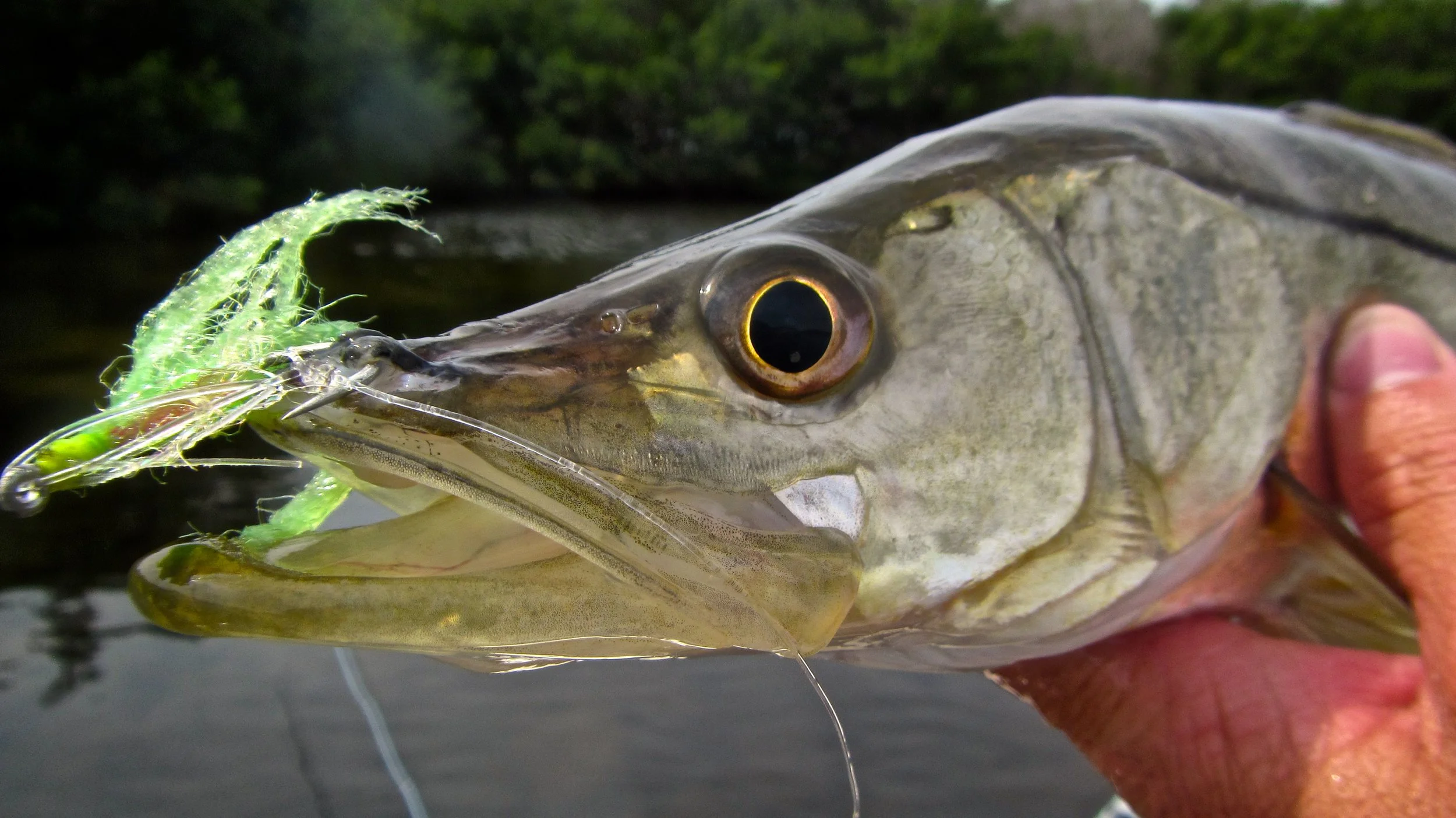 Baby Tarpon and Backwater Snook on the Fly