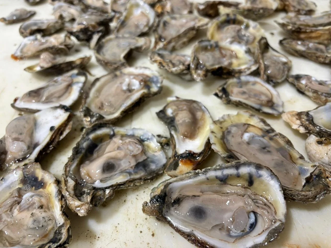 Fresh and local tampa oysters