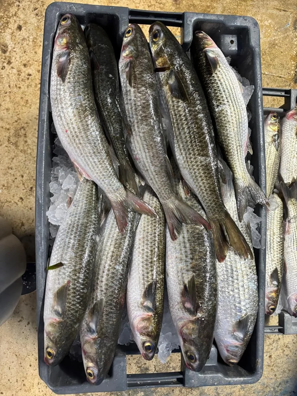 Locally caught mullet on ice, freshly prepared at West Fortune Fish Market in Tampa