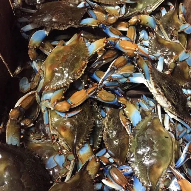 Live blue crabs freshly caught and displayed at West Fortune Fish Market in Tampa, FL
