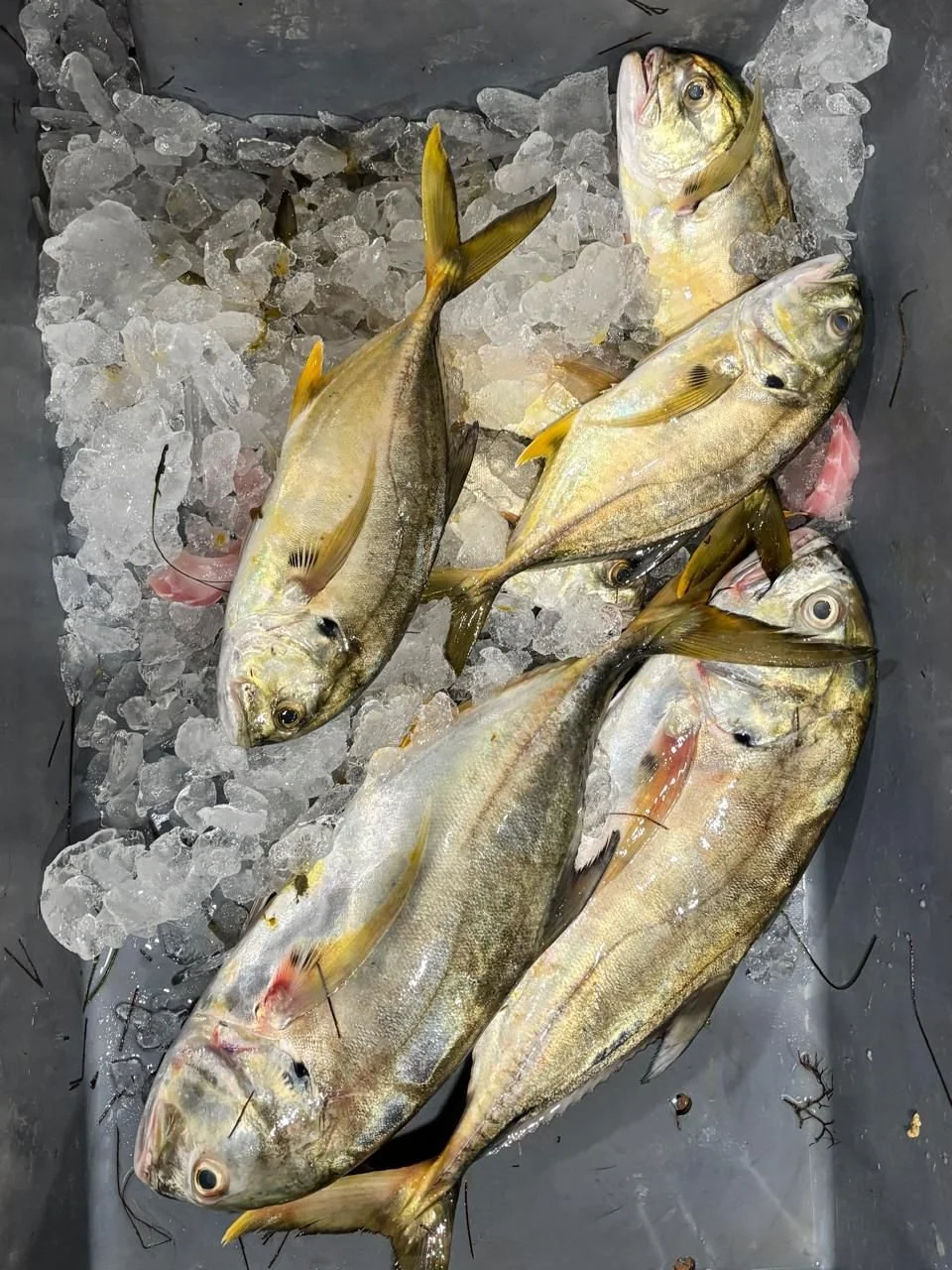 Yellowtail fish on ice ready for preparation at Tampa’s fresh seafood market