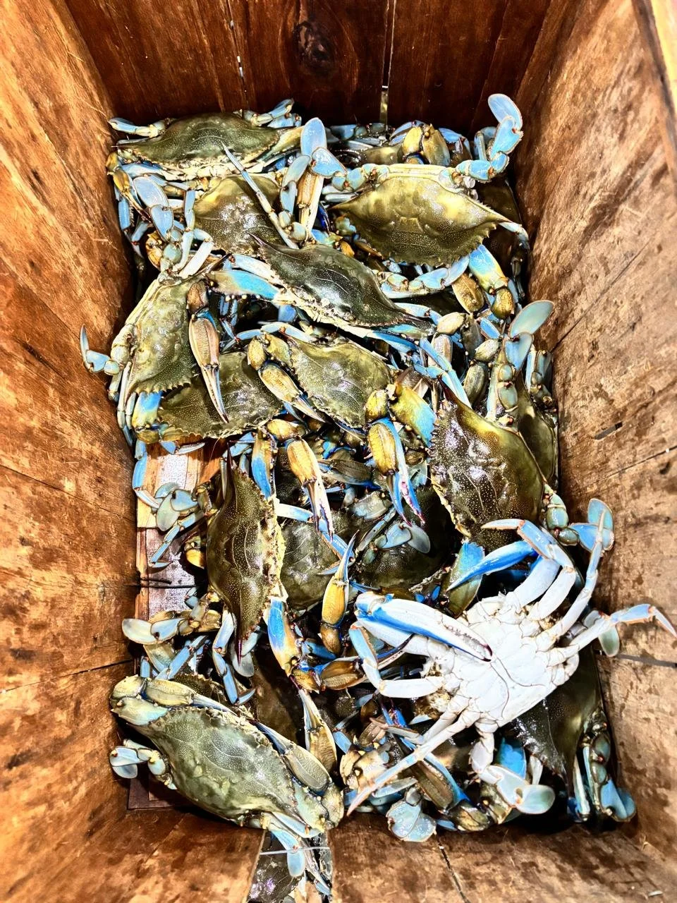 Locally caught in Tampa, live blue crabs by the dozen