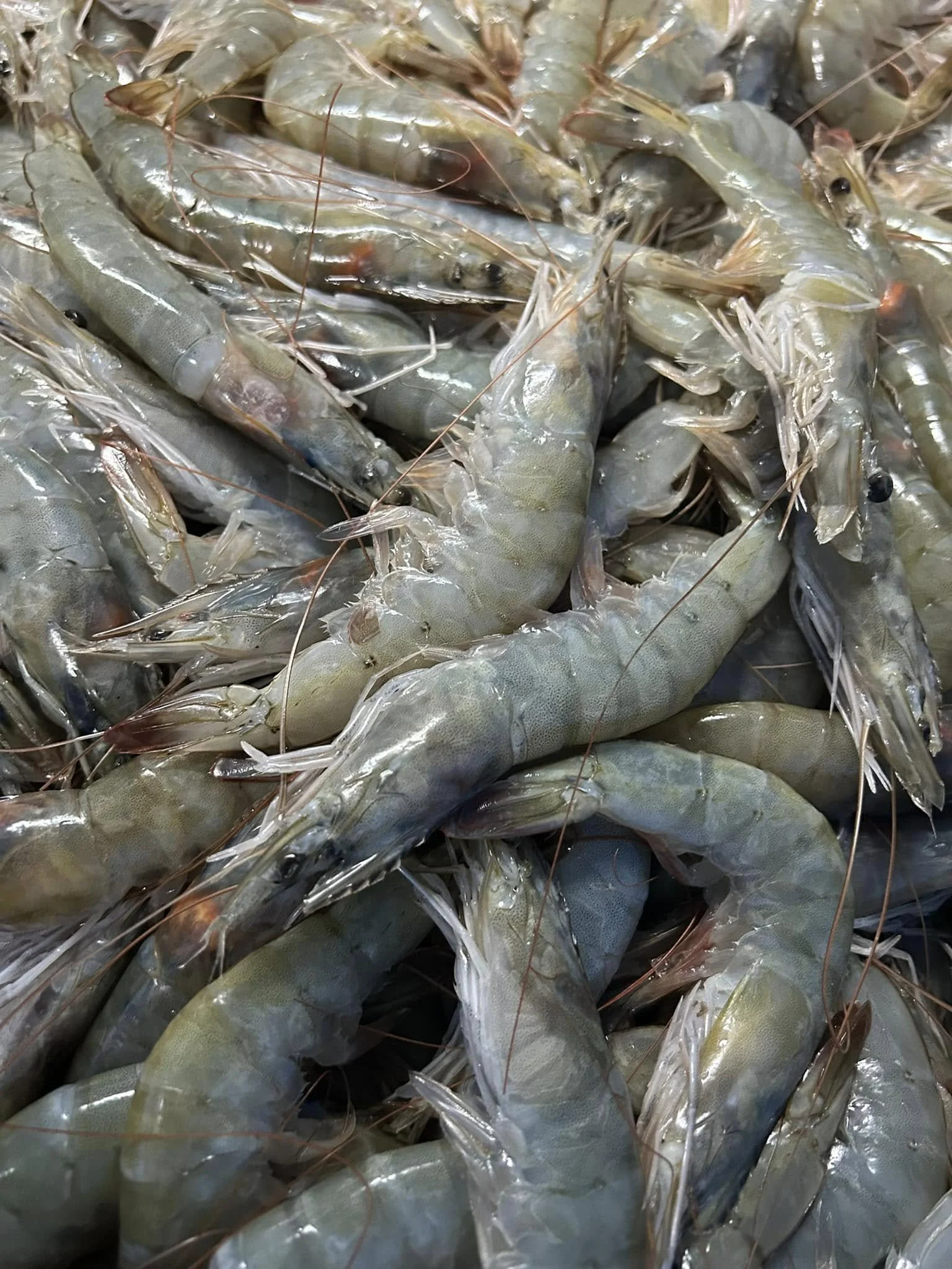Fresh, uncooked prawns on display at Tampa’s West Fortune Fish Market