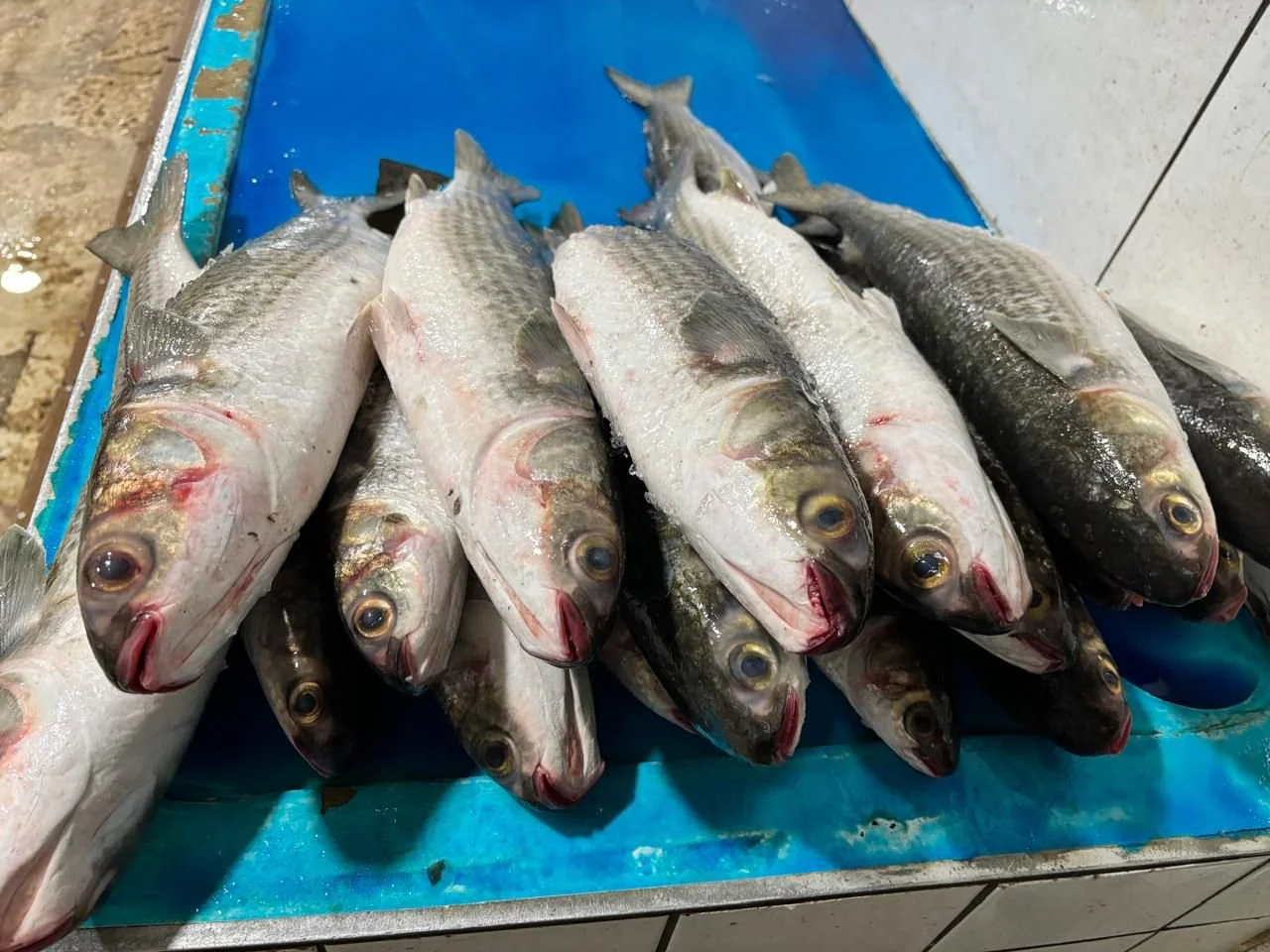 Freshly caught local Tampa fish