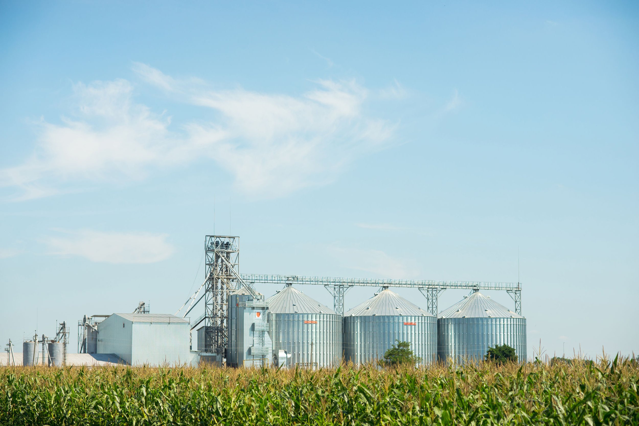 Farm with four large silver grain silos in a field of green corn under a blue sky with scattered clouds.