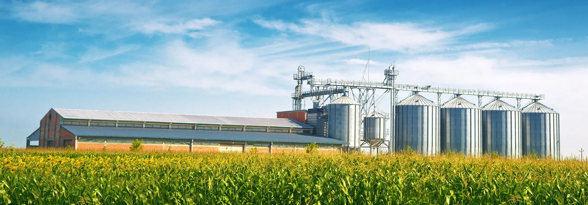 A large agricultural farm with silos and a barn under a blue sky, surrounded by green crops.