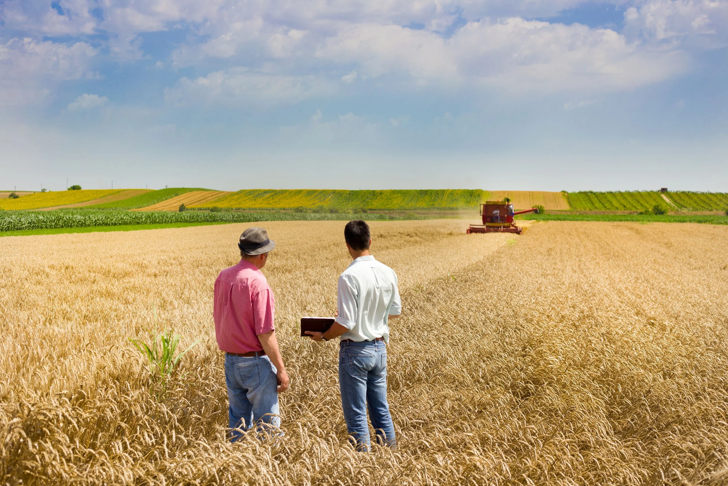 Two men in a wheat field with a combine harvester, looking at the crop under a blue sky with clouds.