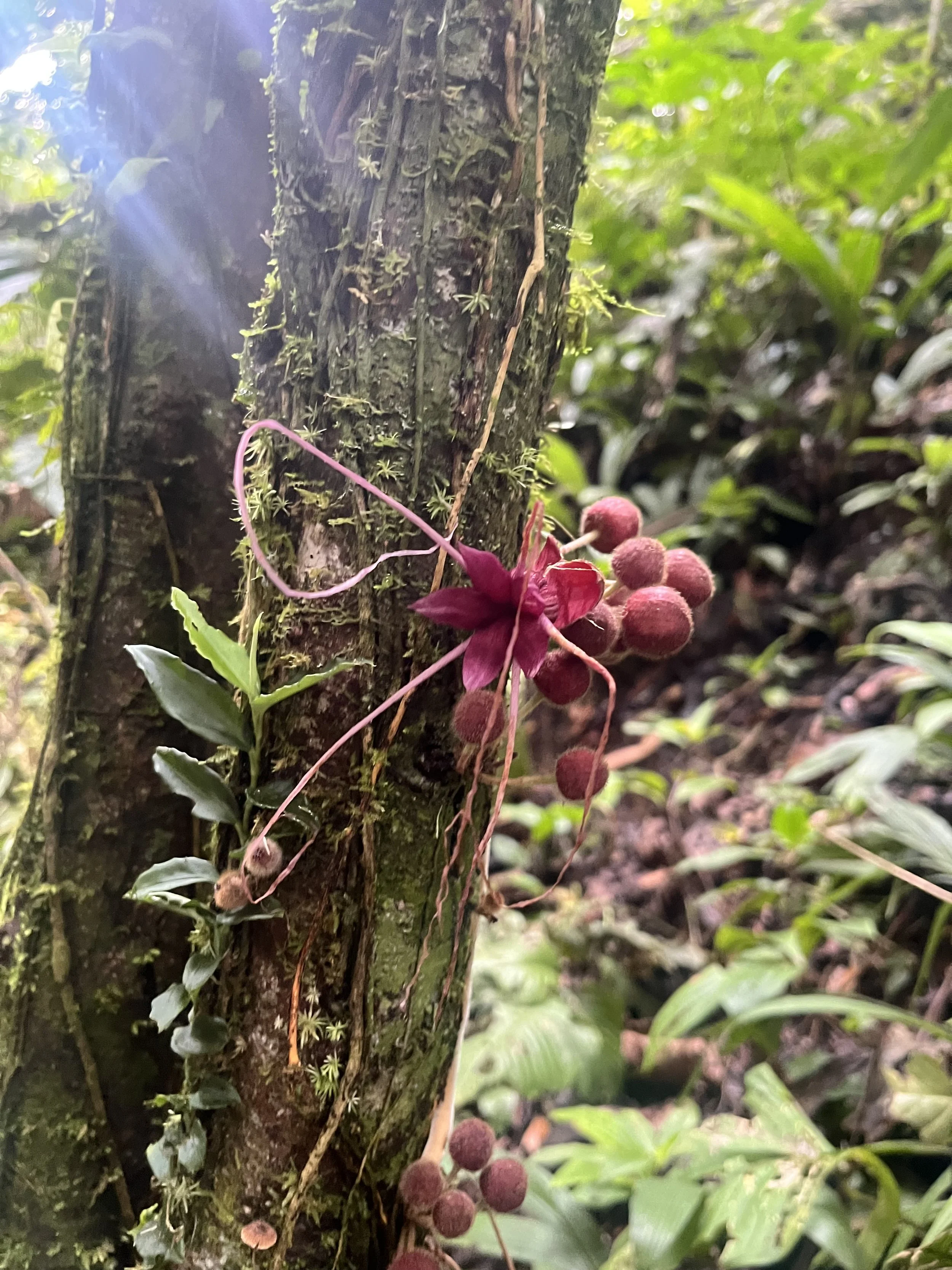 Close-up of a pink and red flower with long, thin petals and round buds growing on a tree trunk in a forest.