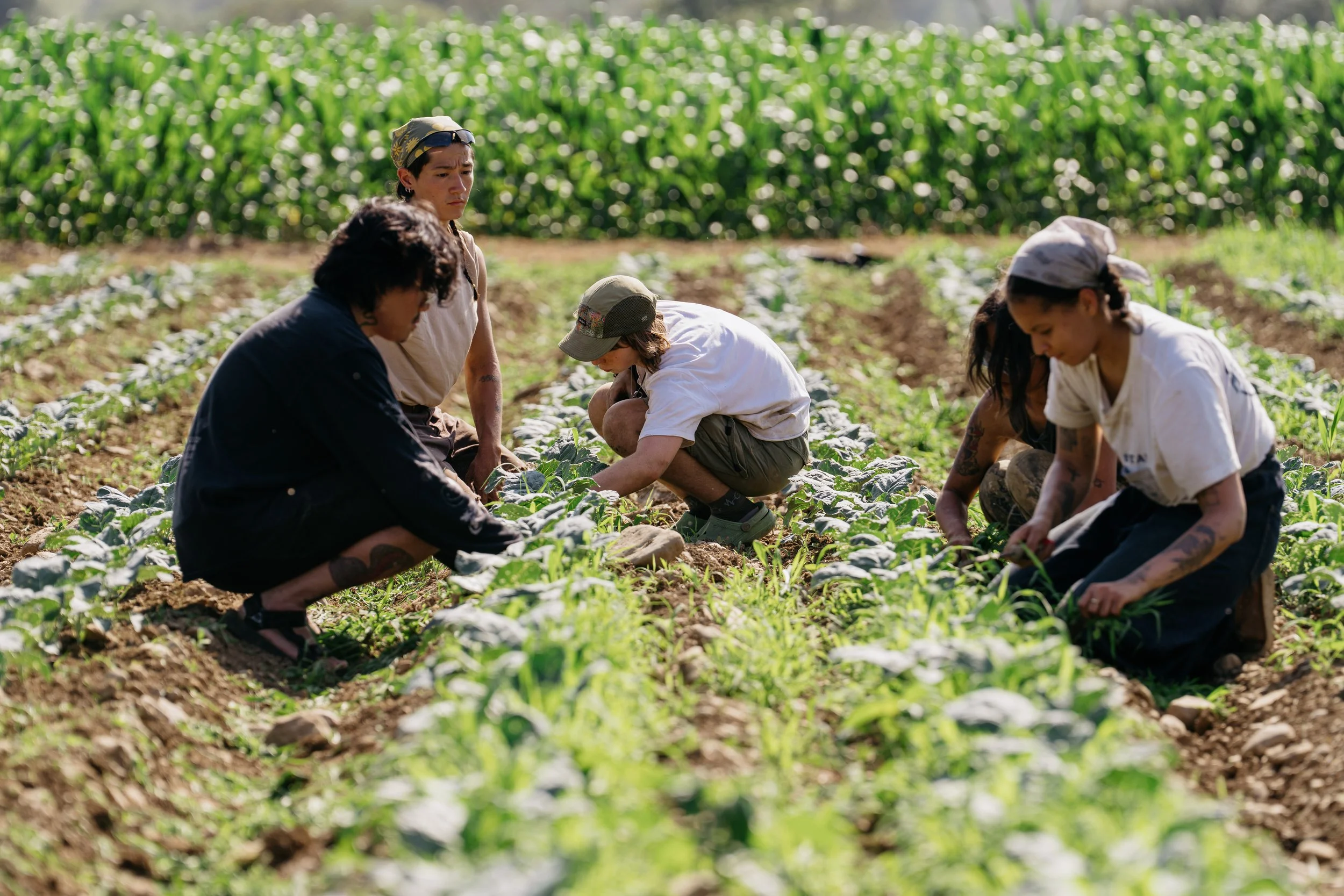 CatskillsAgAlliance_StarRouteFarm_Field.jpg