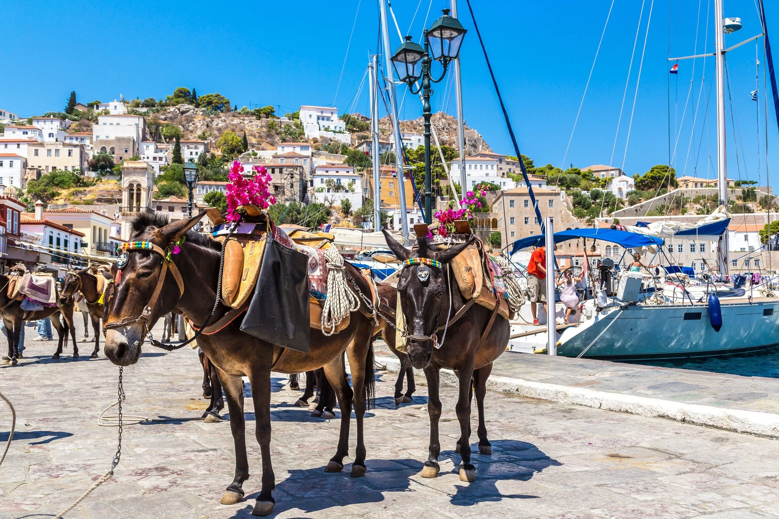 Donkeys with decorated saddles and pink flowers standing on a stone dock at a marina with sailboats, hillside buildings, and a bright blue sky in the background.