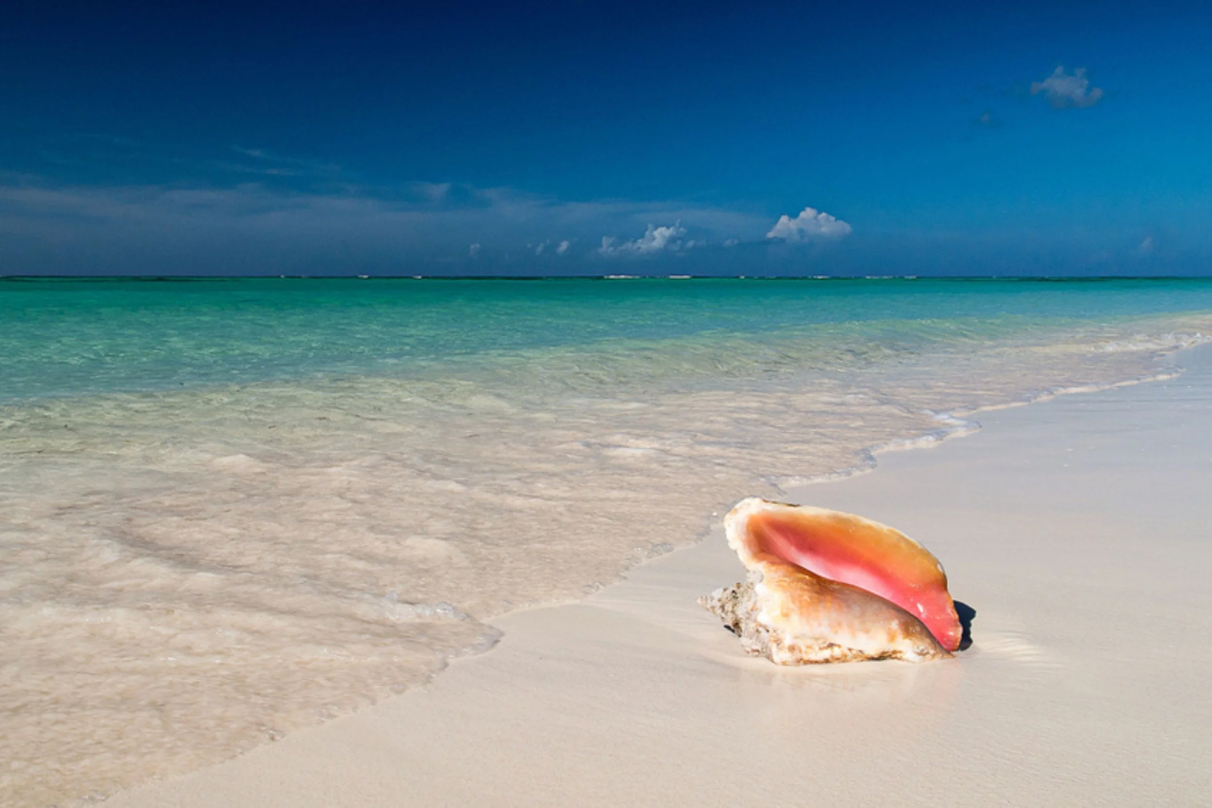 A seashell on a sandy beach overlooking the turquoise ocean and a partly cloudy sky.