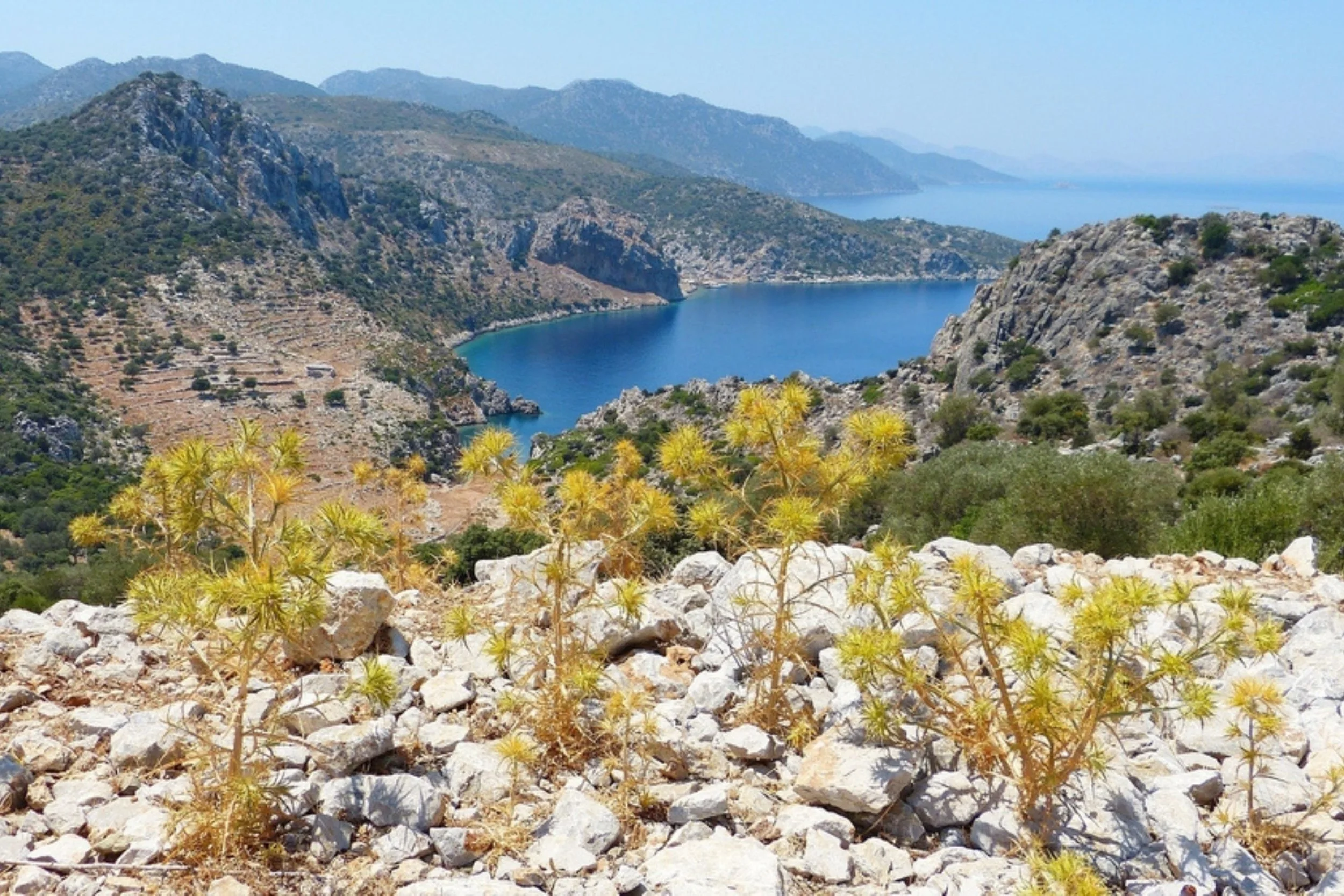 A scenic mountain landscape with a blue lake surrounded by rocky hills and sparse vegetation, with yellow desert plants in the foreground.