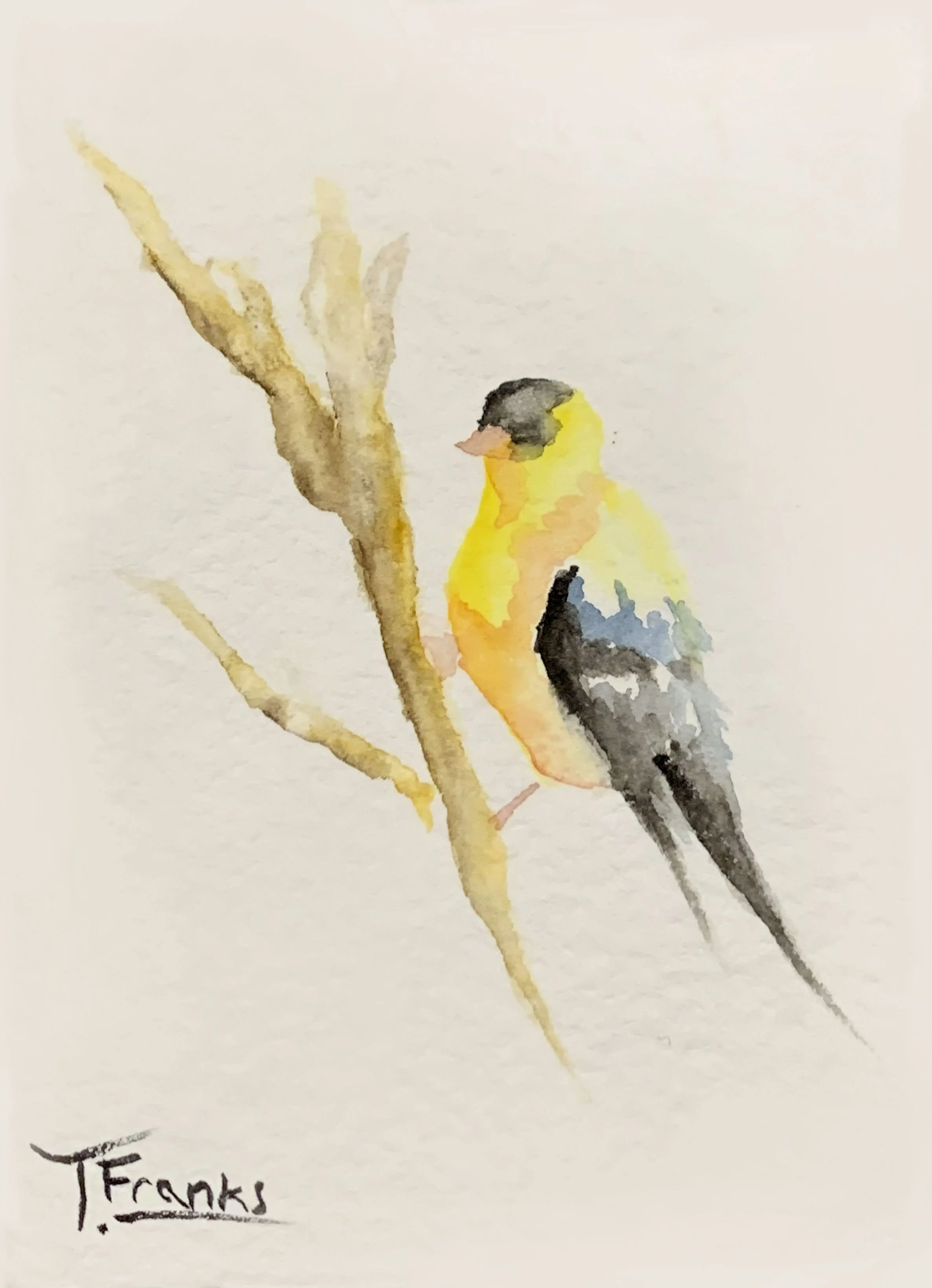 Watercolor painting of a small yellow and black bird, an American Goldfinch, perched on a branch against a light background, signed 'T. Franks' in the bottom left corner.
