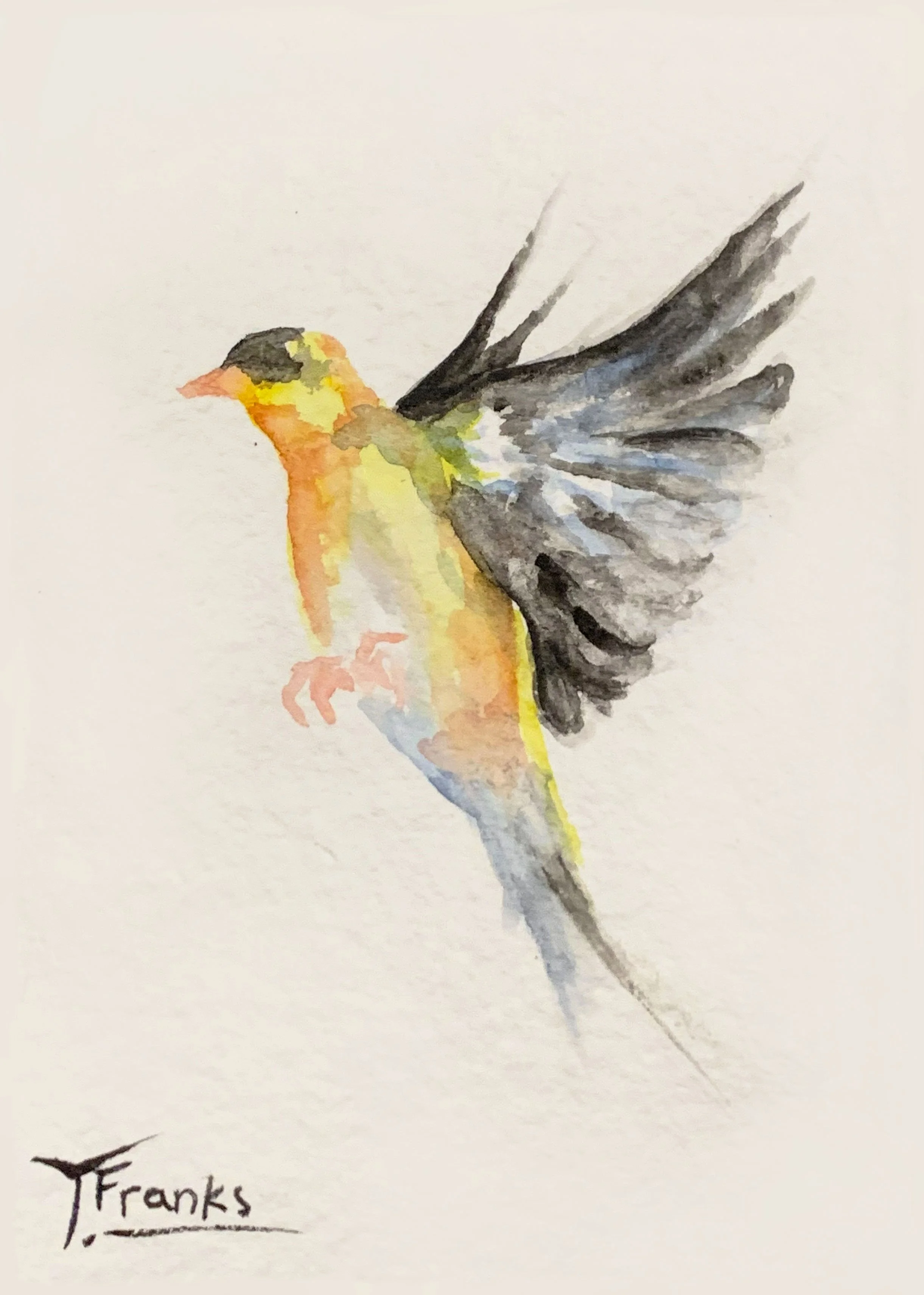 Watercolor painting of a yellow and black bird, an American Goldfinch, with its wings spread open in flight. The artist's signature, 'T. Franks,' is in the bottom left corner.