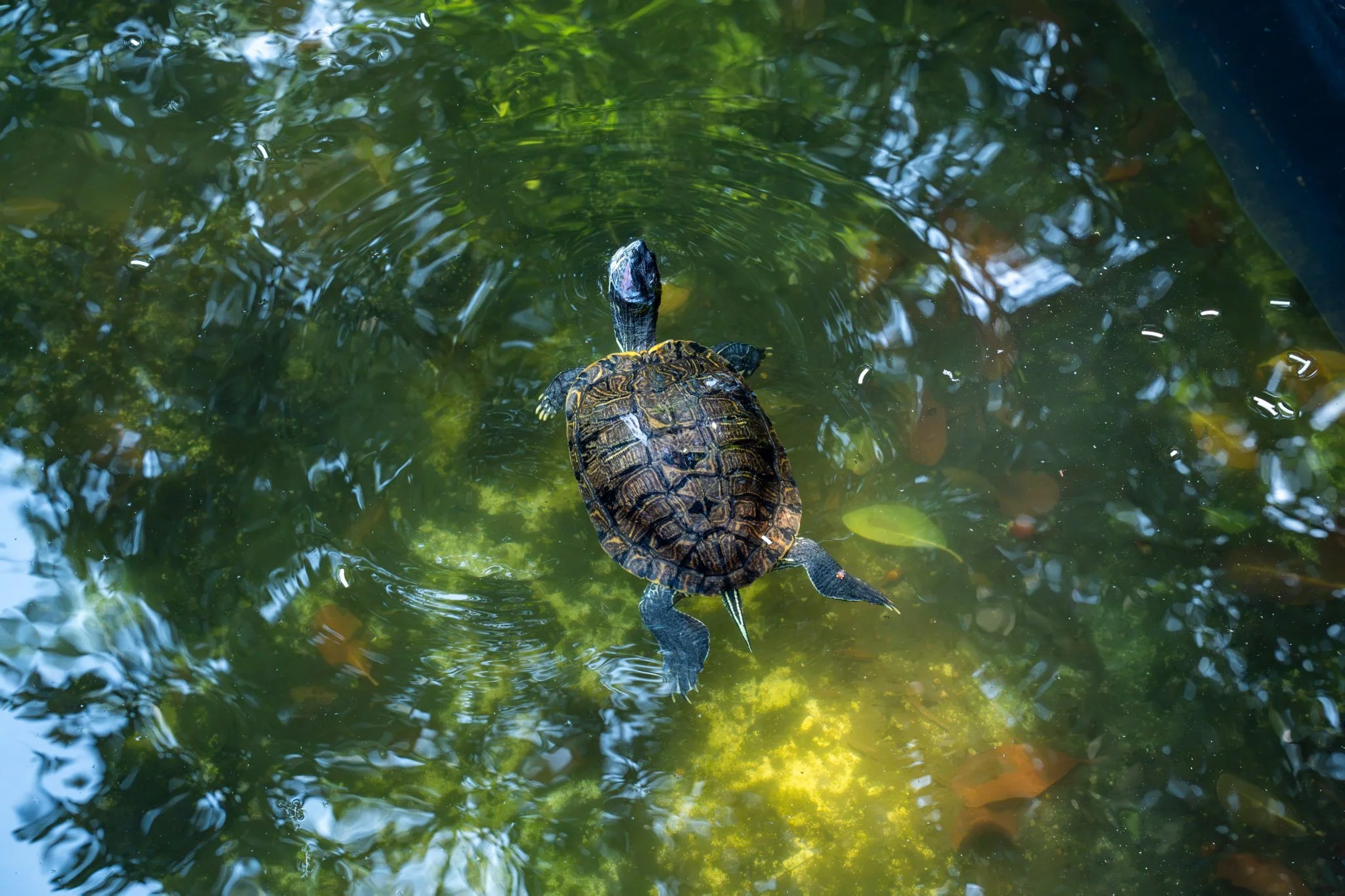 Meet the Bayfront Park Turtle Family