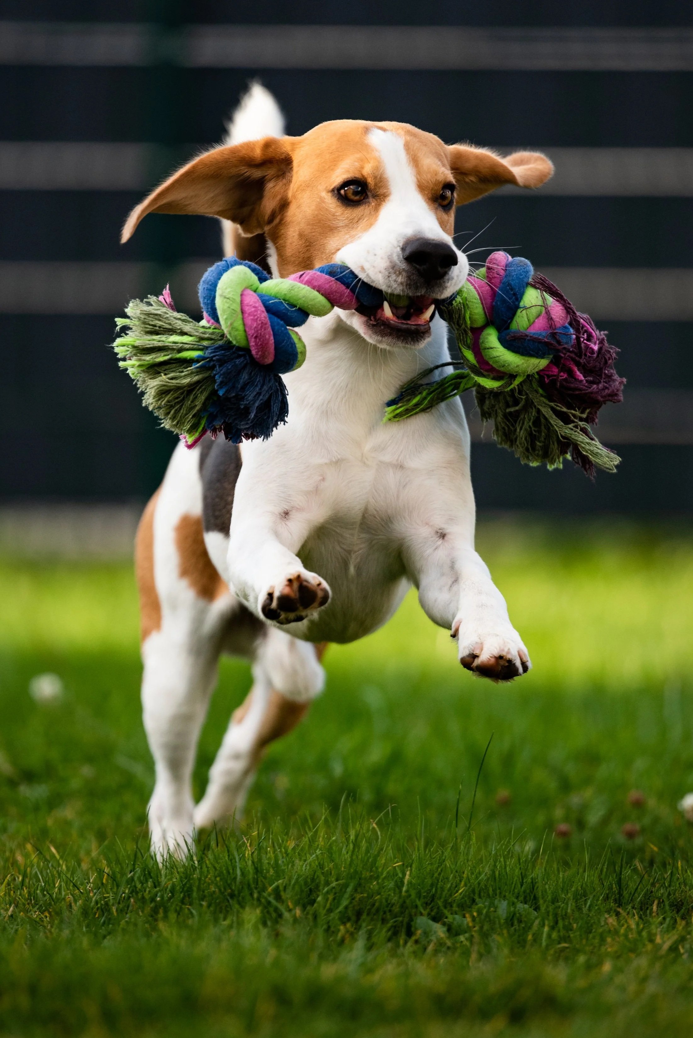 Dog Park