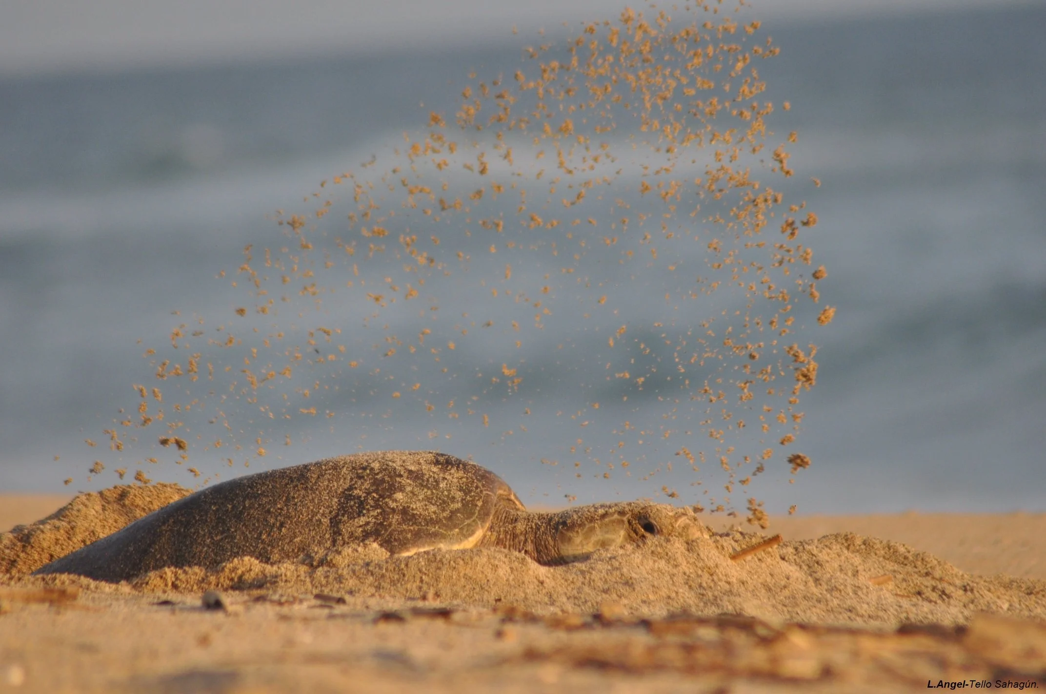 Inventarios de flora y fauna terrestre y marina