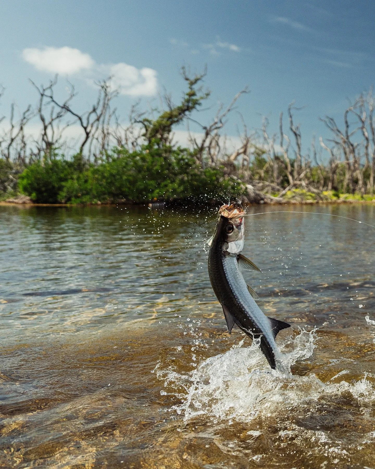 Tarpon Tuueeeesday 😎

Still plenty of little ones around!

Let&rsquo;s fish ✌️
CaptCraigBrewer.com
305-393-0271

Photo: @marshwearclothing
