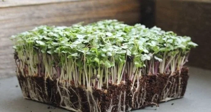 Basic Salad Mix (Monthly Subscription)