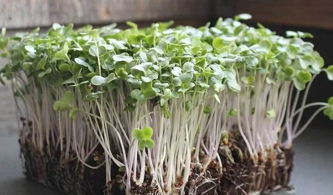 Broccoli (Monthly Subscription)