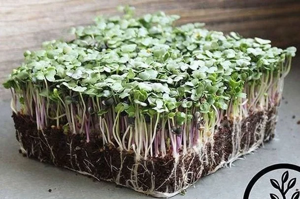 Spicy Salad Mix (Weekly Subscription)