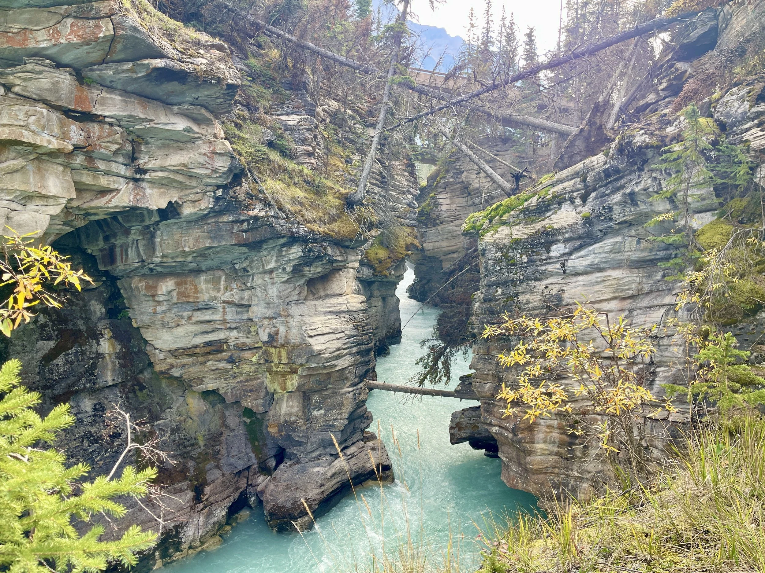 Athabasca Falls on the way out of Jasper