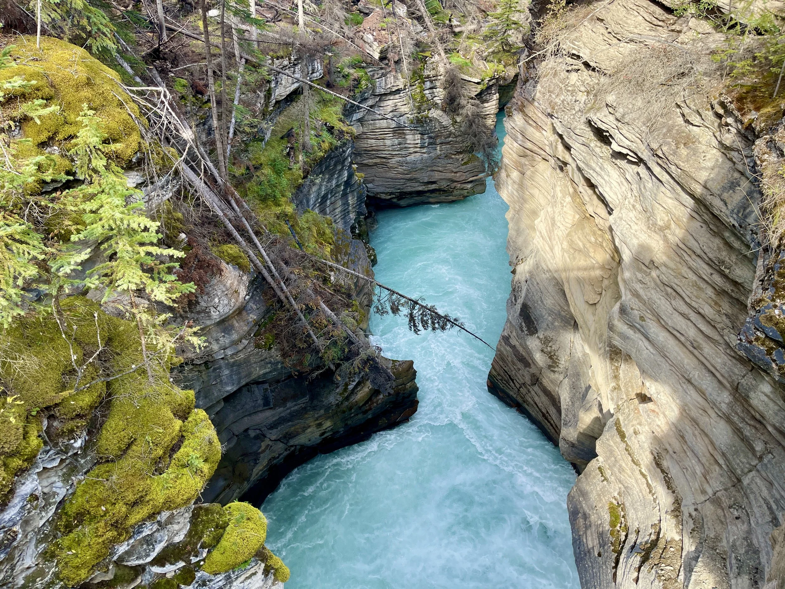 Athabasca Falls on the way out of Jasper