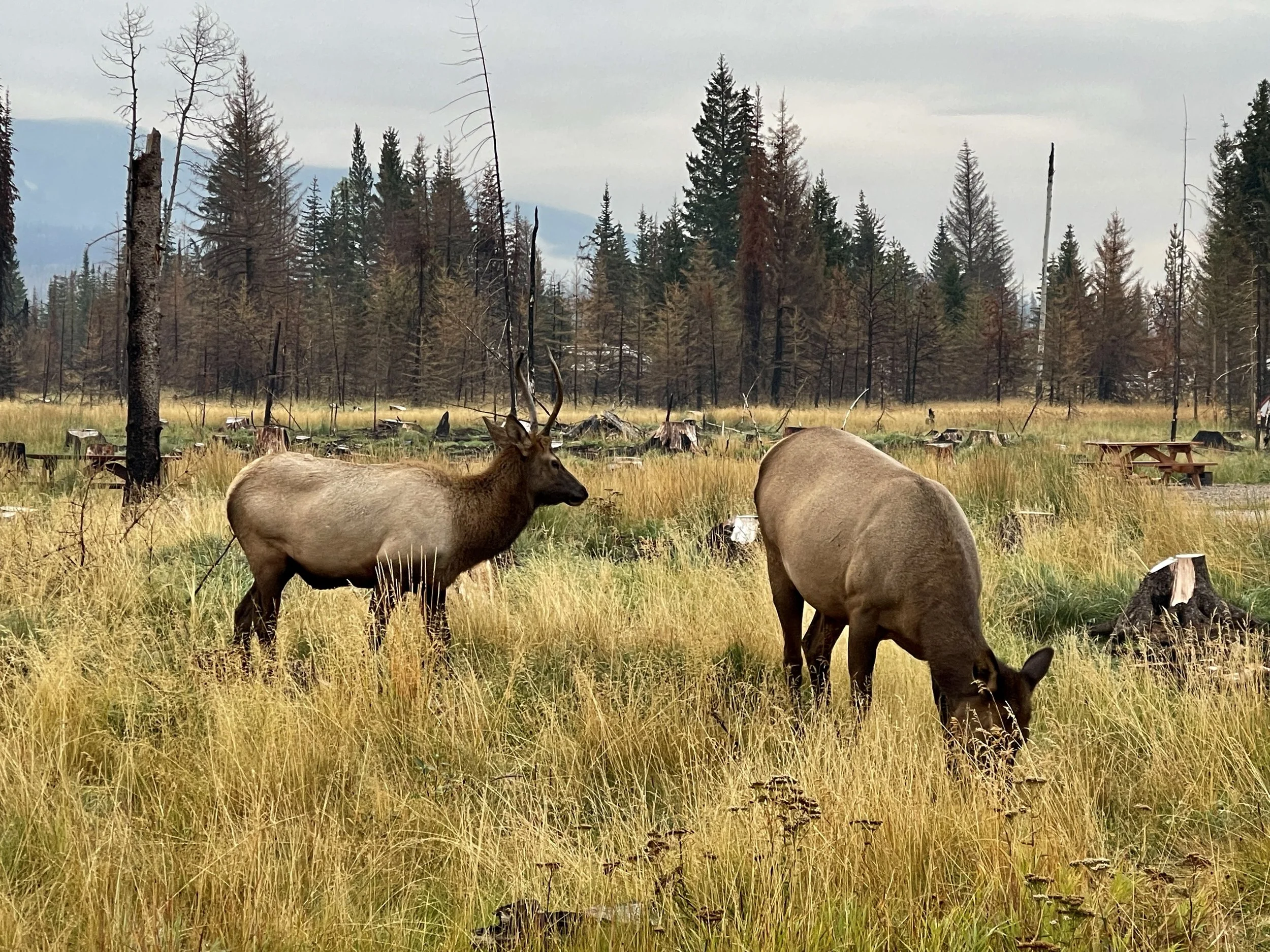 Horney Elk.