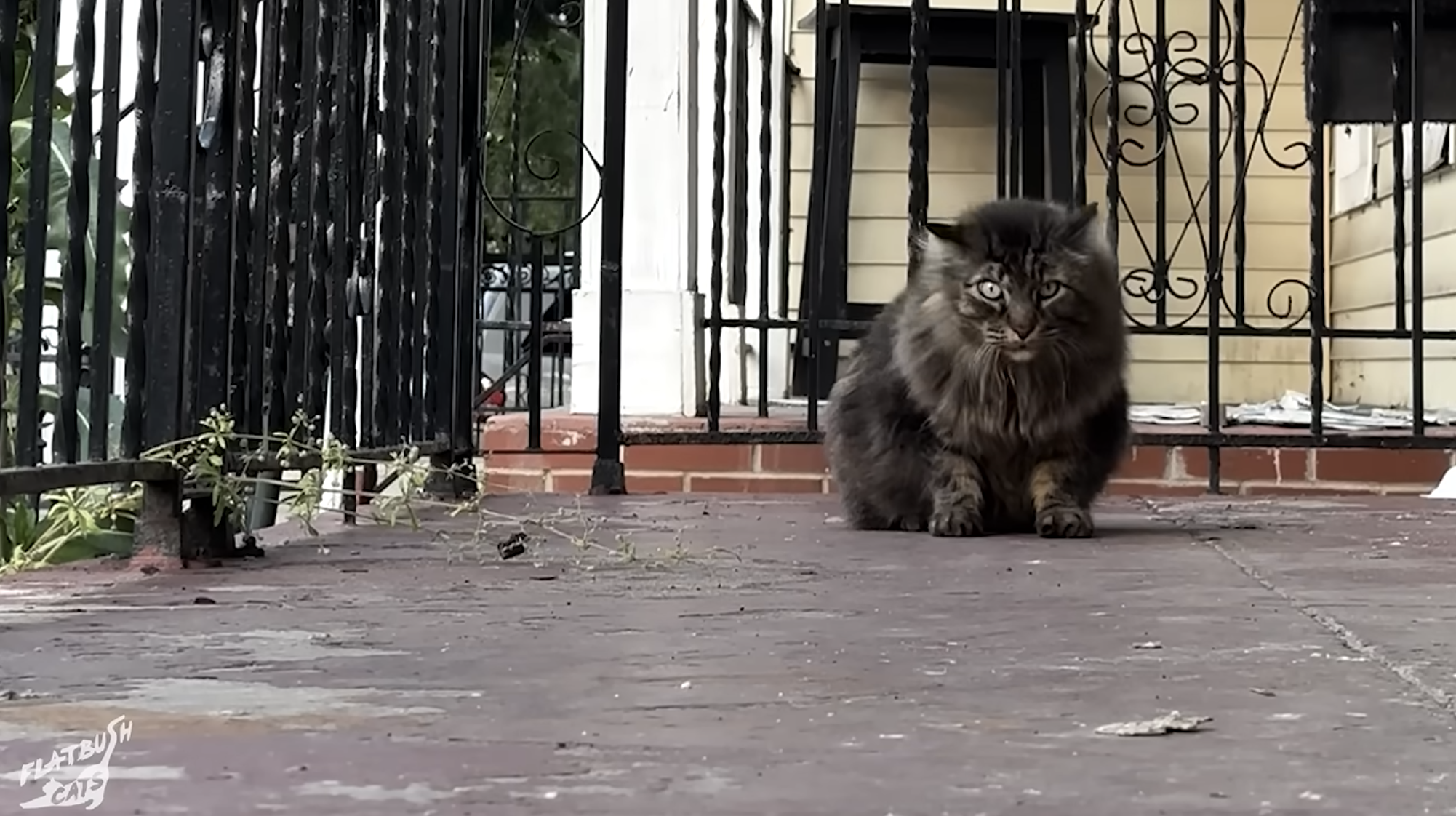 The Street Cat Everyone Knew