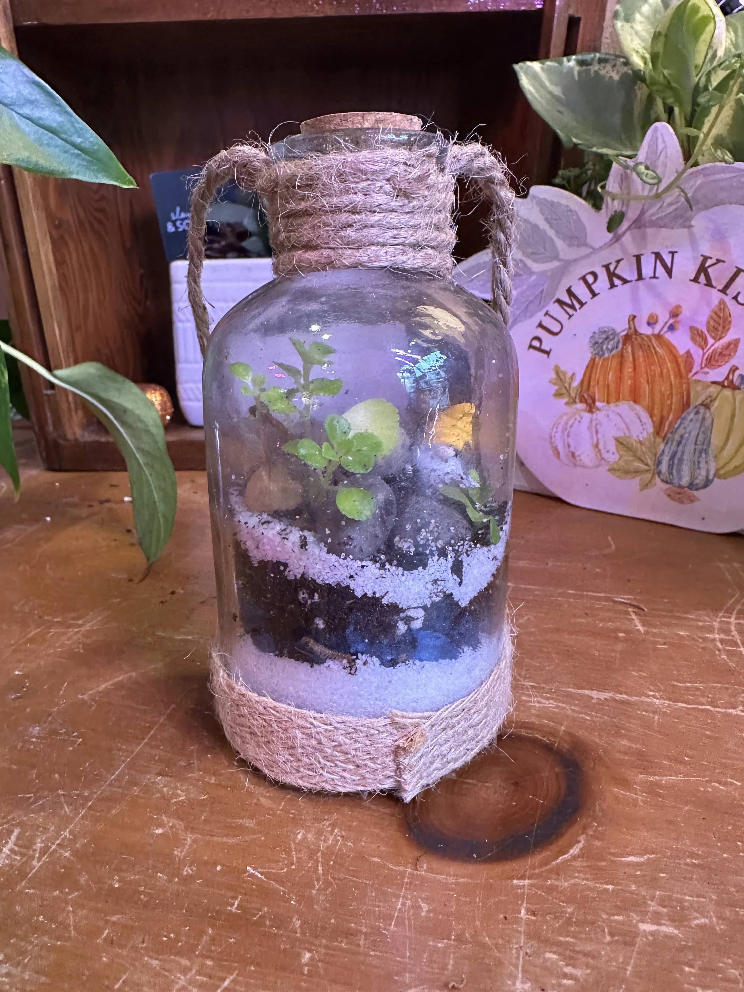 Terrariums