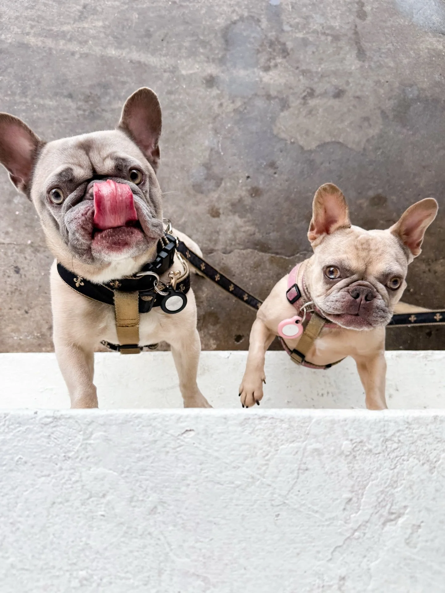 there&rsquo;re some bullies in the french quarter bullying us for puppuccinos 🐾🍦

#onlycoffee #neworleans #frenchquarter #coffee #frenchies