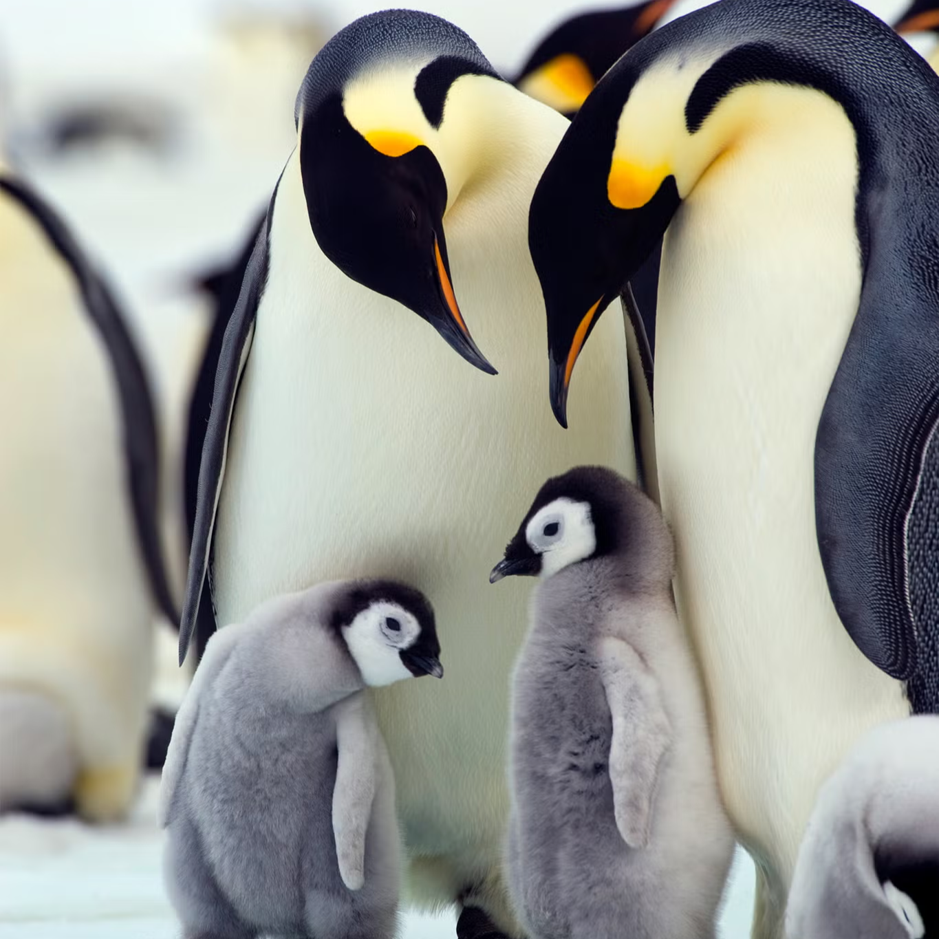 penguins+are+communal.png