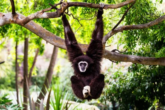 hanging monkey.jpg