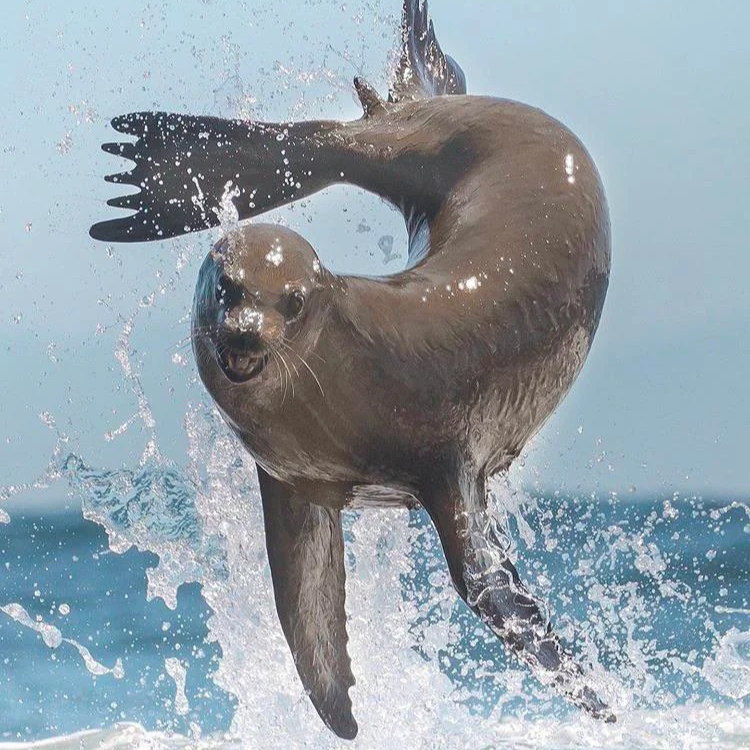 leaping+seal.png