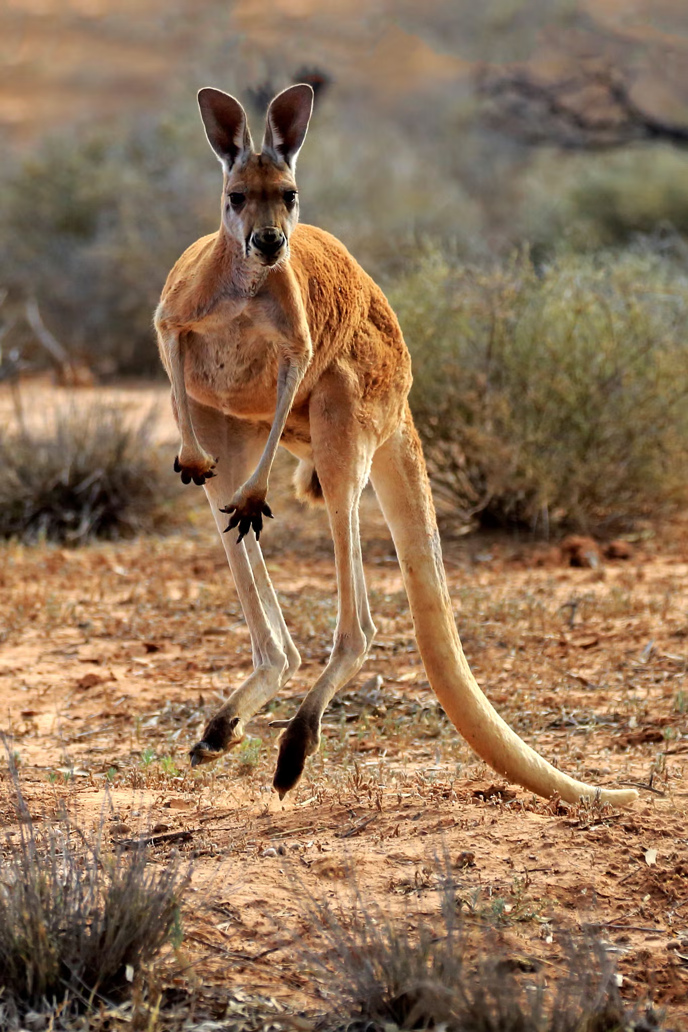 agile kangaroo.png