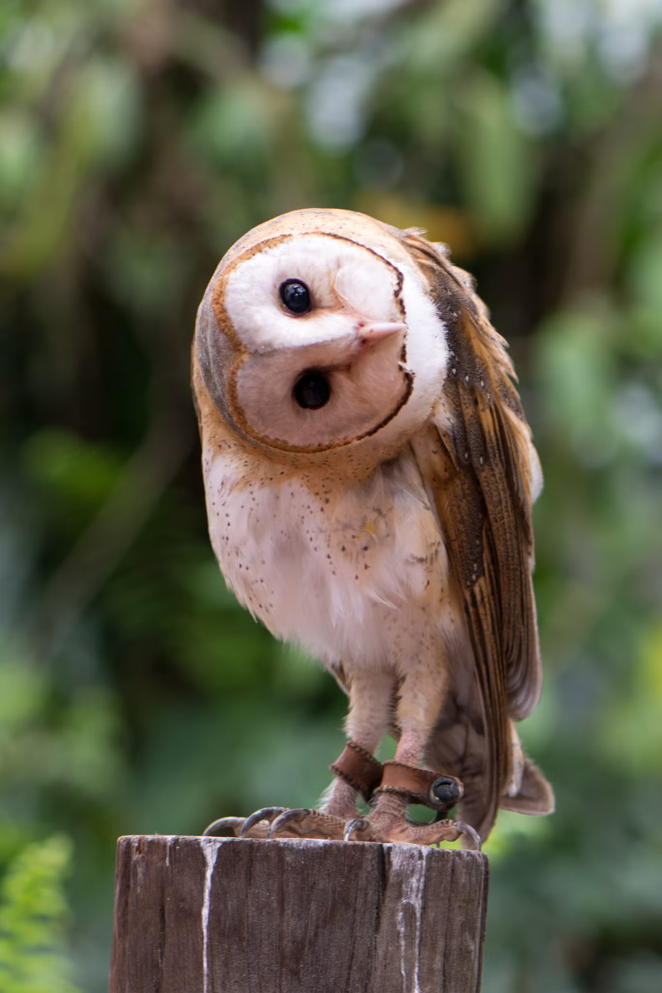 flexible owl.png