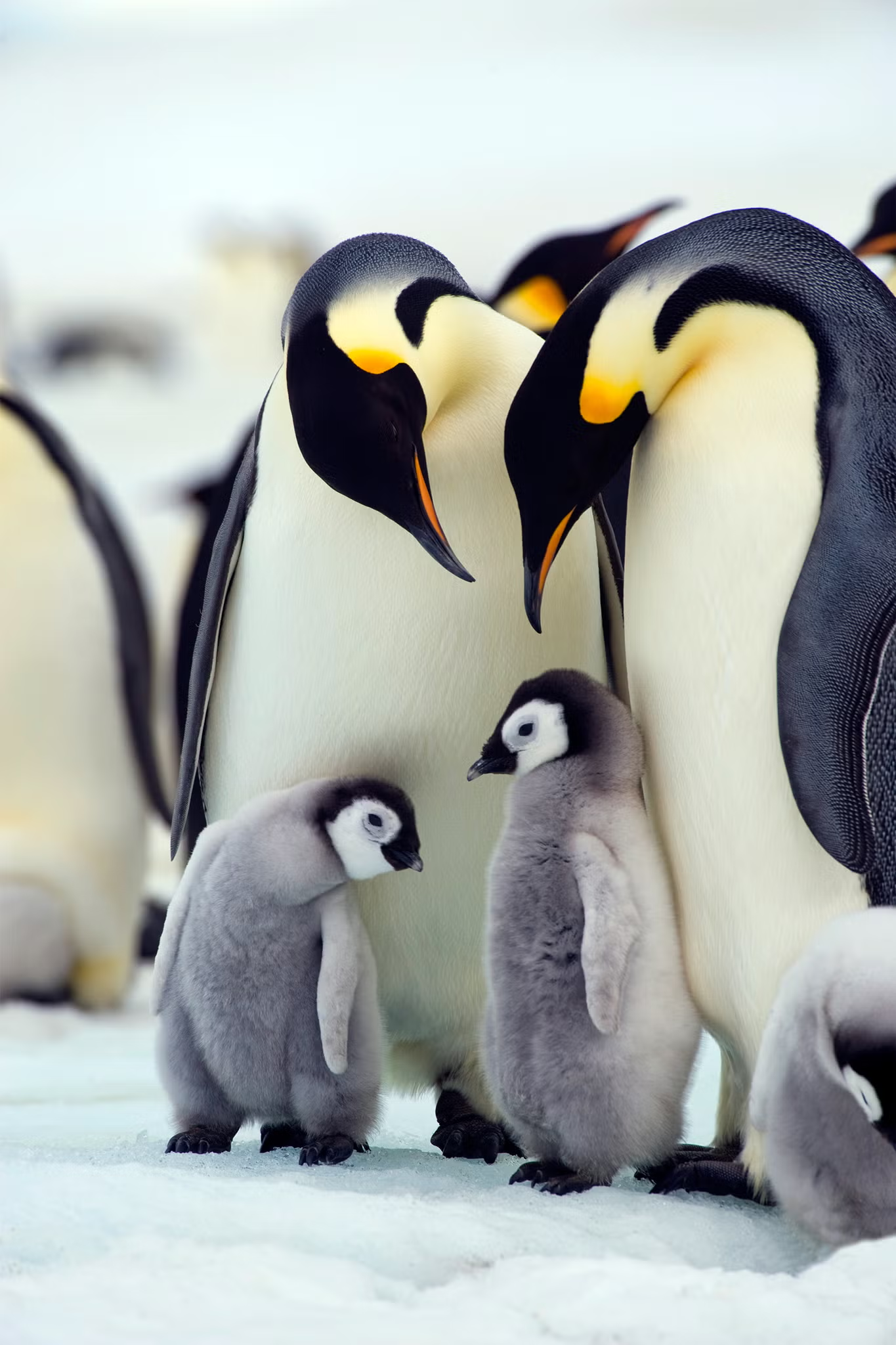 penguins are communal.png